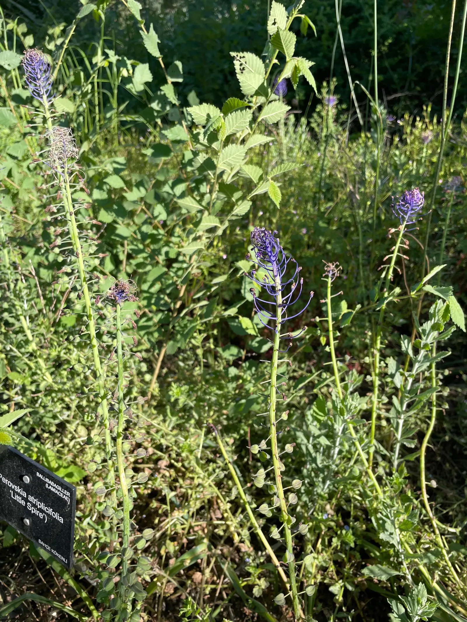 Russian Sage (Perovskia atriplicifolia) — it provides a striking vertical element in the garden