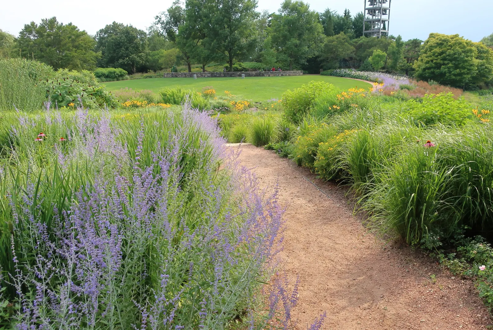 Russian Sage (Perovskia atriplicifolia) — is a hardy flowering perennial that adds a whimsical; providing extended visual interest.<br><br>Requiring, image 78