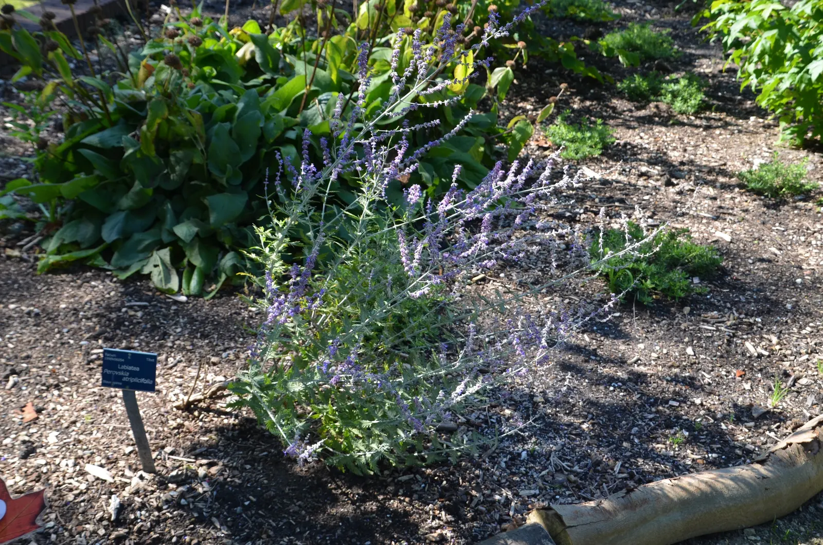 Russian Sage (Perovskia atriplicifolia) — enriching the biodiversity of their garden; perennial for full, image 69