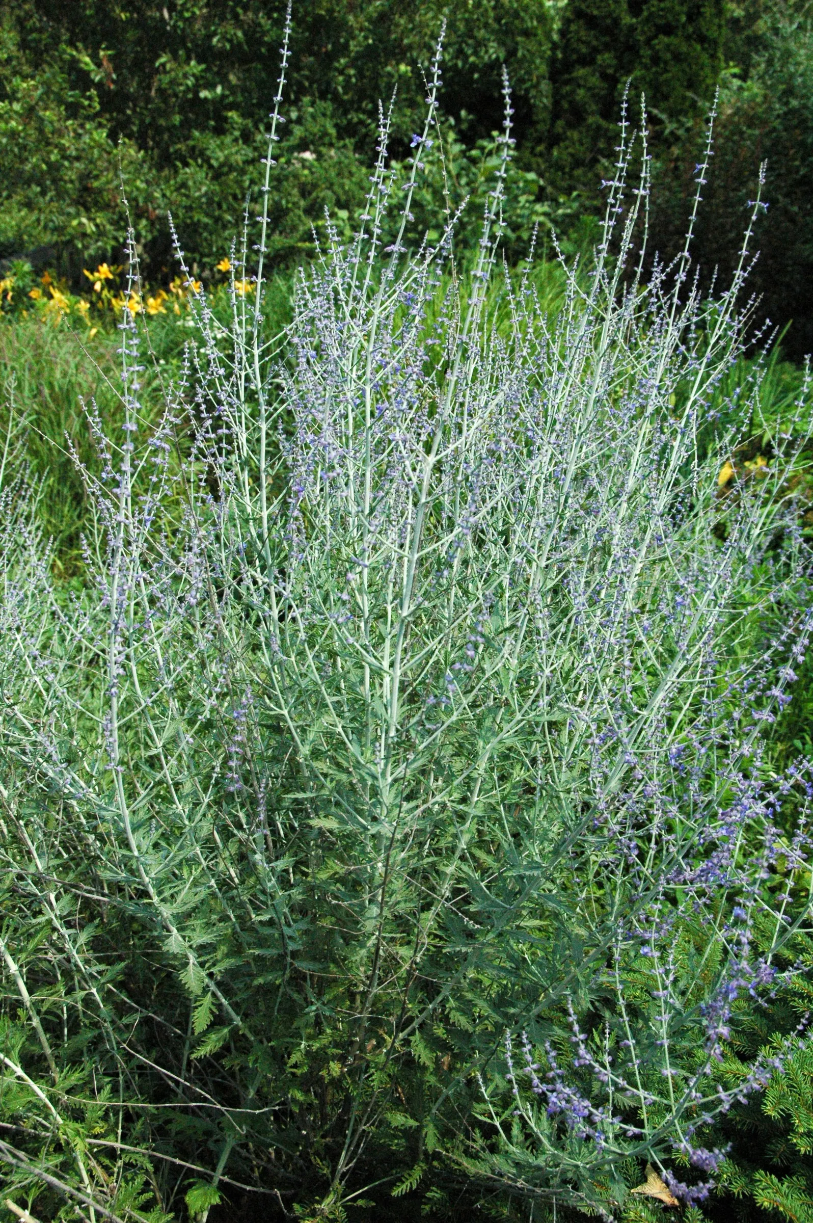 Russian Sage (Perovskia atriplicifolia) — airy touch to any landscape design; blue and violet flowers in the garden