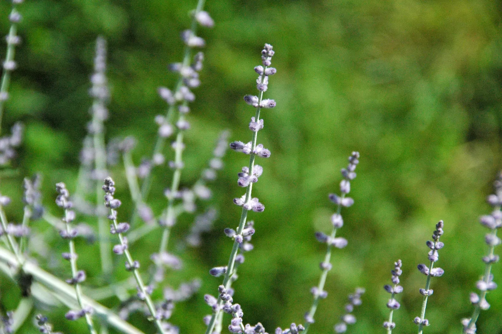 Russian Sage (Perovskia atriplicifolia) — This aromatic herb thrives in full sun and well-drained soil, tolerating drought and poor soil conditions; showcasing
