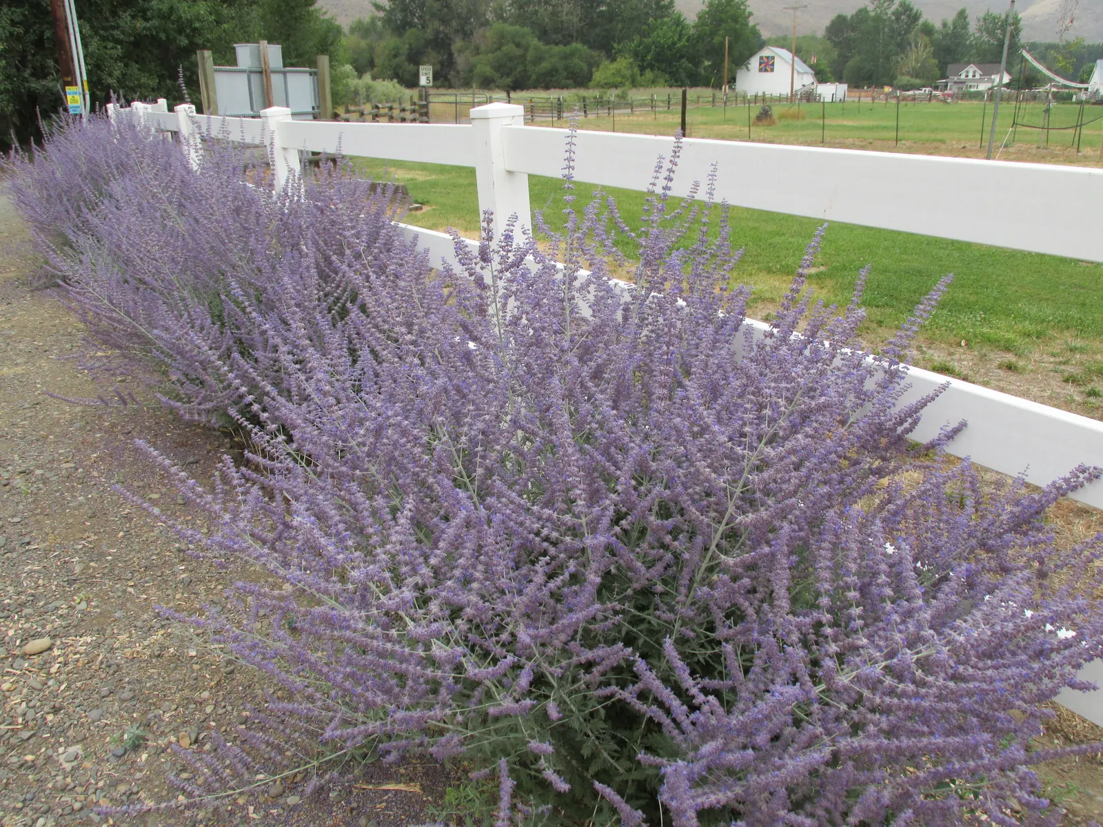 Russian Sage (Perovskia atriplicifolia) — is a hardy flowering perennial that adds a whimsical; providing extended visual interest.<br><br>Requiring