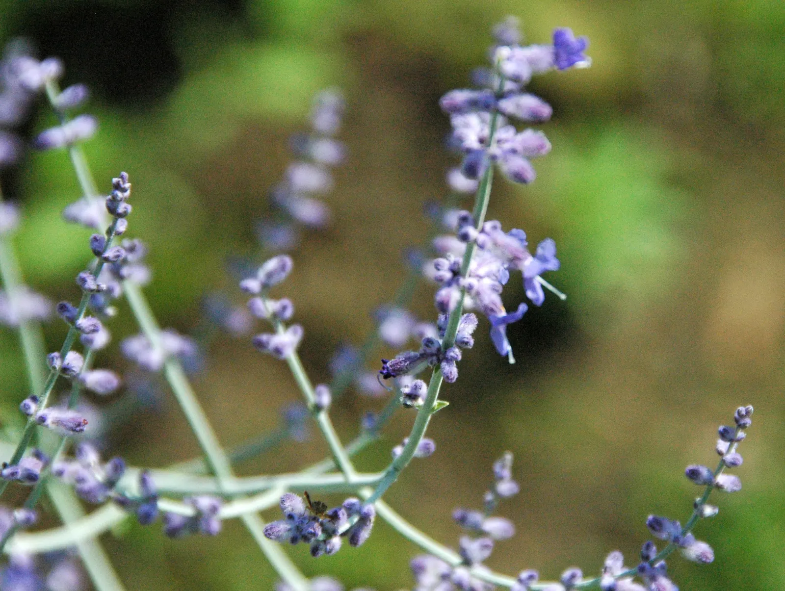 Russian Sage (Perovskia atriplicifolia) — Perovskia x atriplicifolia; ideal for borders, xeriscaping, and a touch of soft color in sunny gardens, image 49