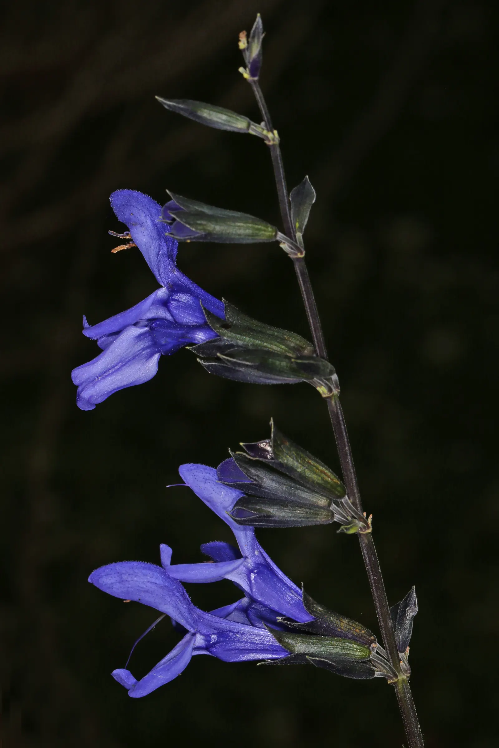 Russian Sage (Perovskia atriplicifolia) — airy touch to any landscape design