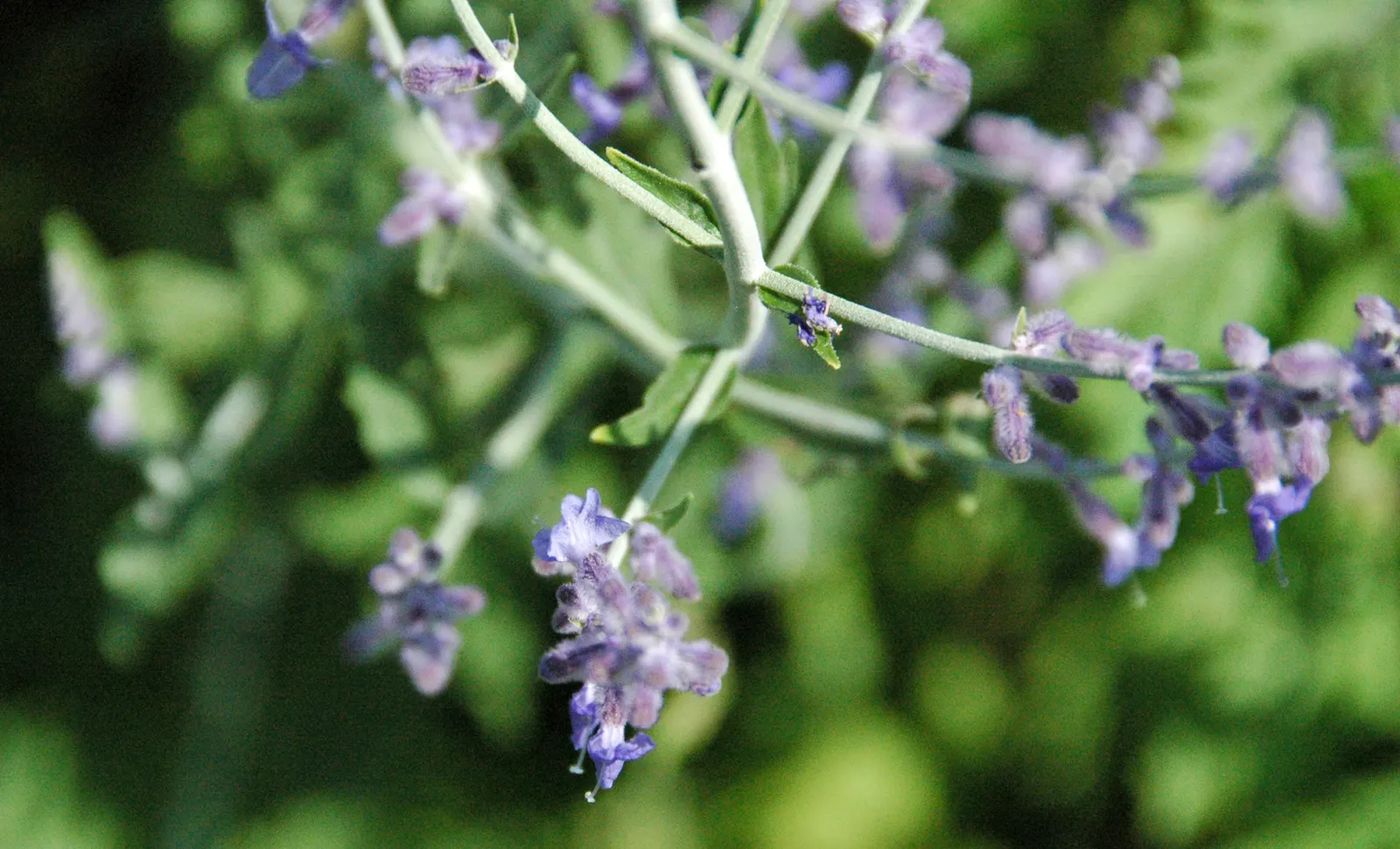 Russian Sage (Perovskia atriplicifolia) — emphasize Russian Sage's low maintenance and its ability to attract pollinators like bees and butterflies; making it