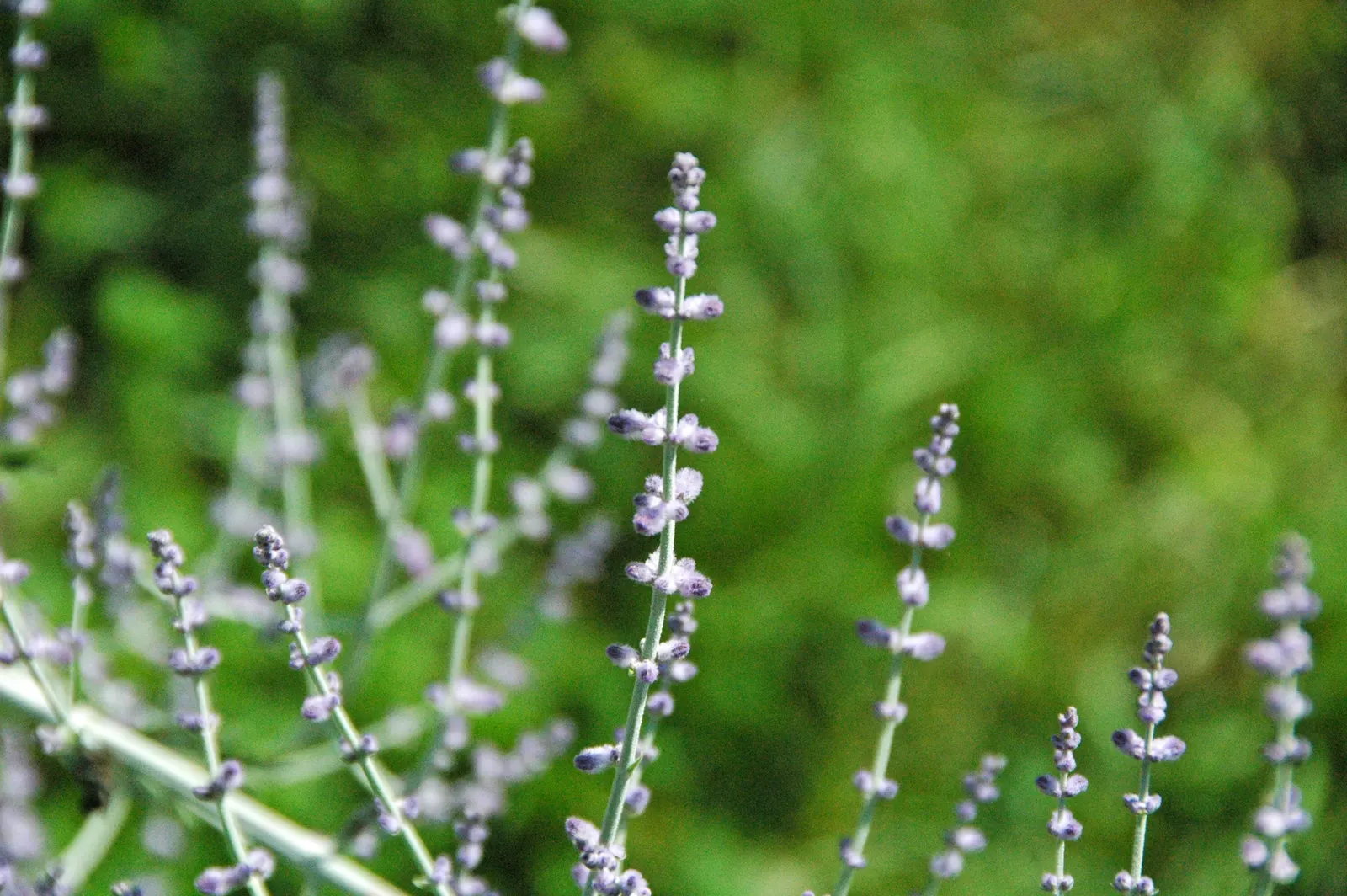 Russian Sage (Perovskia atriplicifolia) — providing extended visual interest.<br><br>Requiring well-drained soil; is a hardy flowering perennial that adds a
