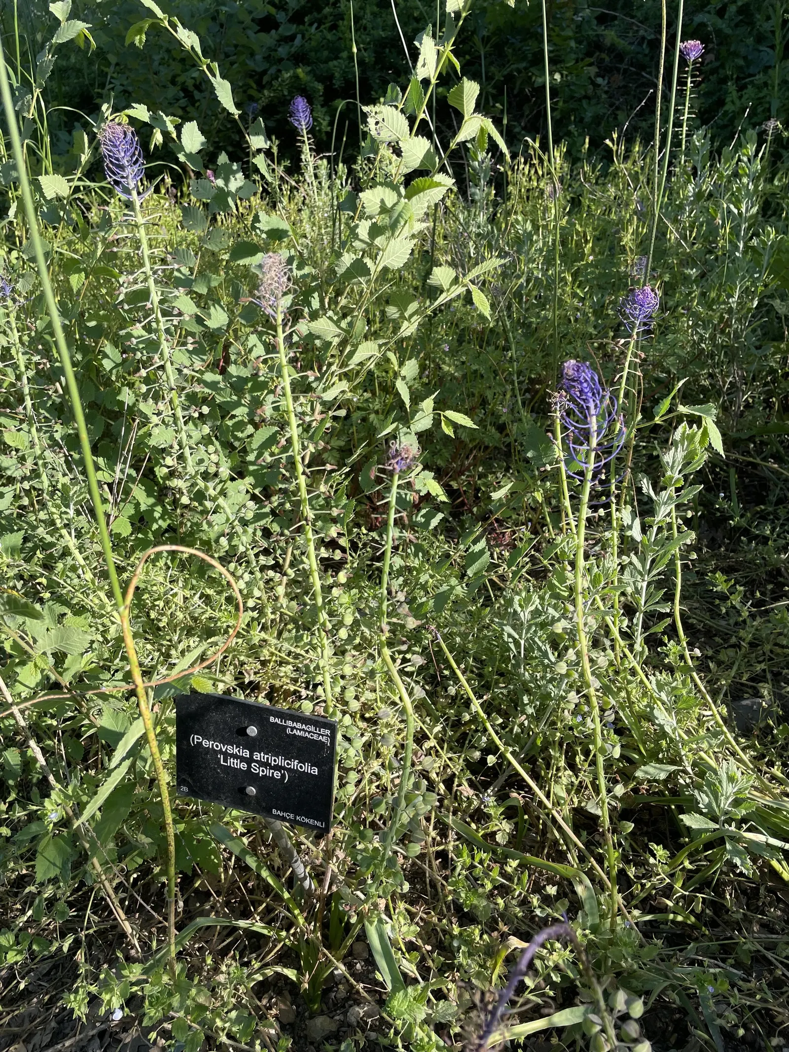 Russian Sage (Perovskia atriplicifolia) — making it ideal for xeriscaping