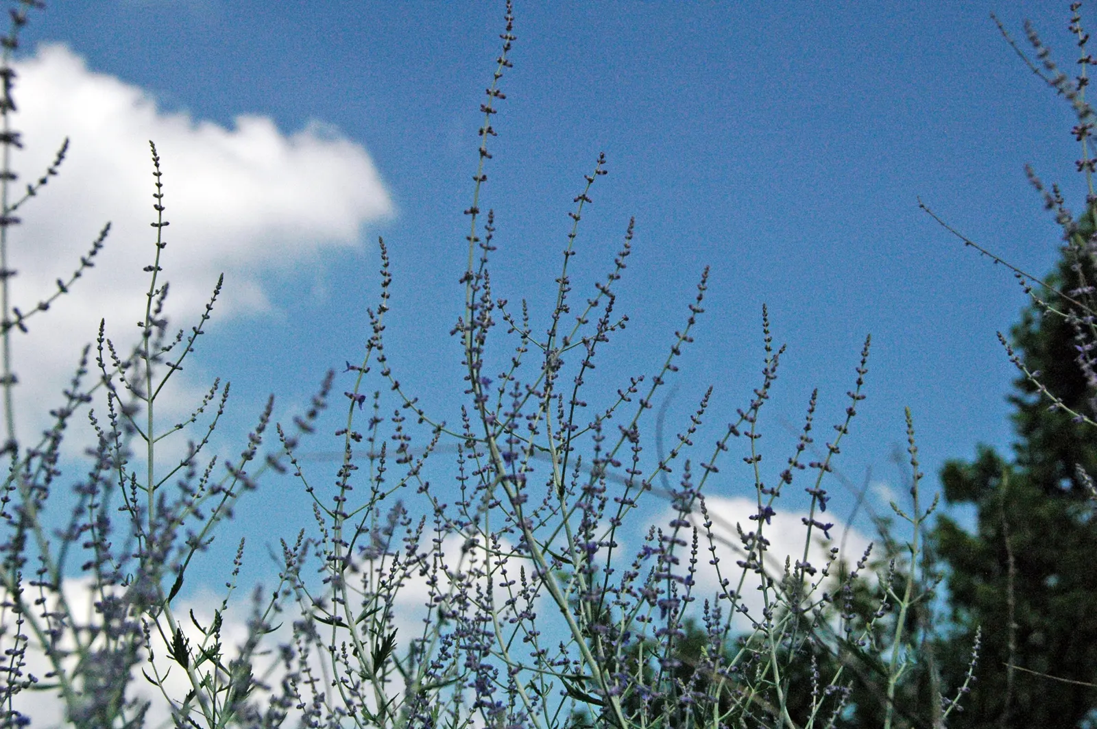 Russian Sage (Perovskia atriplicifolia) — This aromatic herb thrives in full sun and well-drained soil, tolerating drought and poor soil conditions
