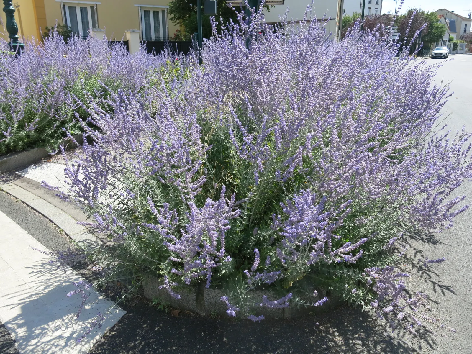 Russian Sage (Perovskia atriplicifolia) — commonly known as Russian Sage; upright stems that can reach heights between 3 to 5 feet