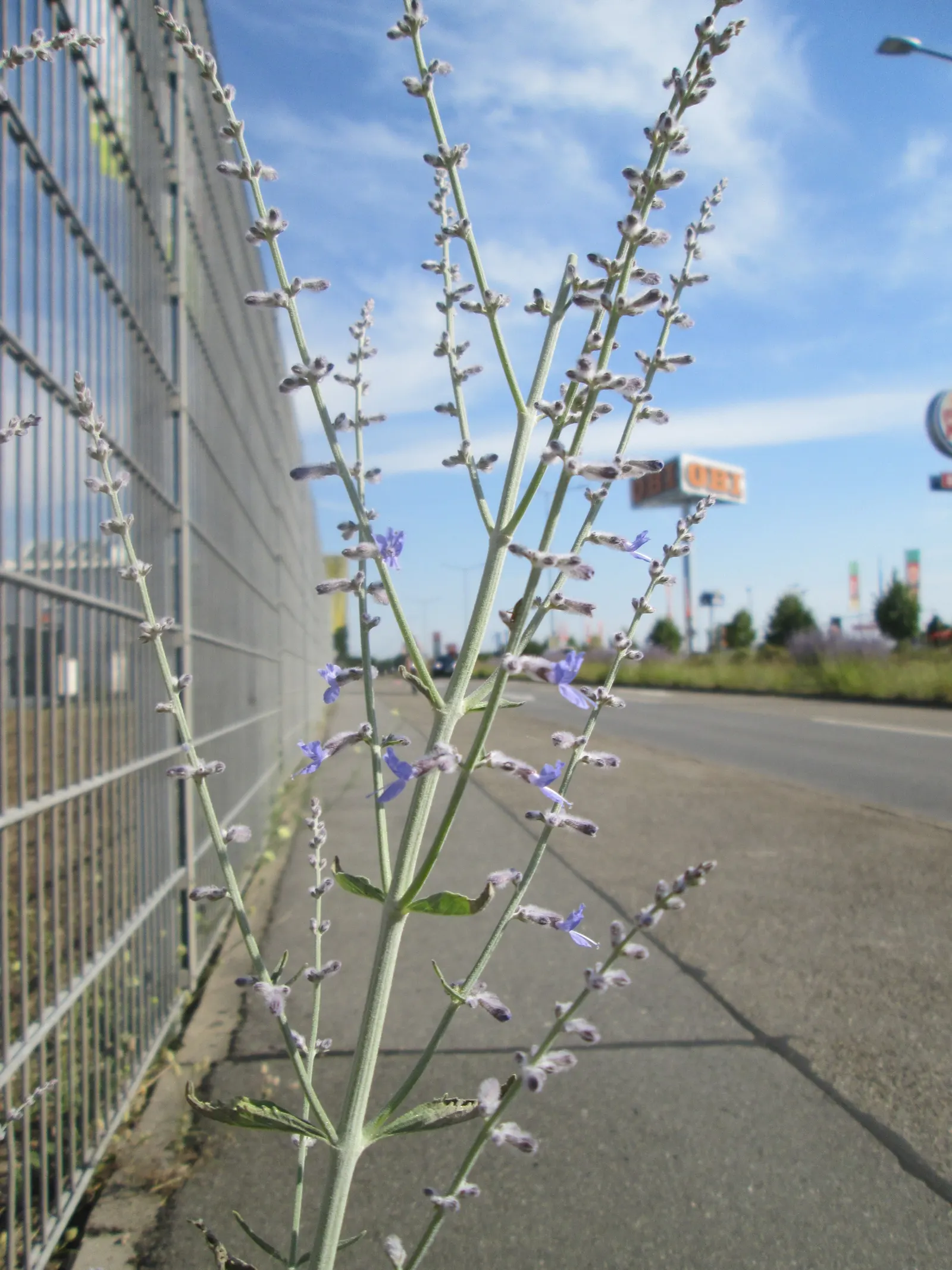 Russian Sage (Perovskia atriplicifolia) — When creating your design; the plant's width often spans approximately 2 to 4 feet at full maturity, image 67