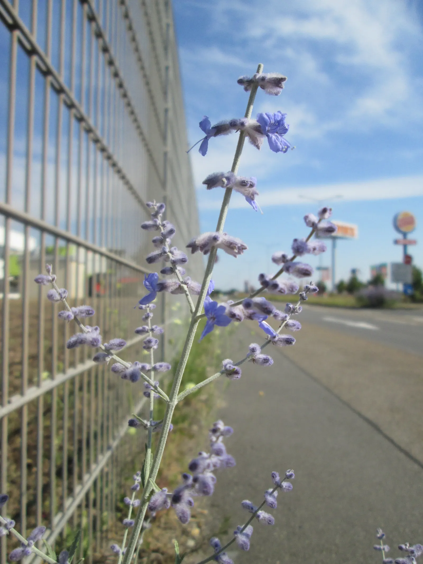 Russian Sage (Perovskia atriplicifolia) — Russian Sage is drought-tolerant once established; the plant is distinguished by its silver-green foliage, image 64