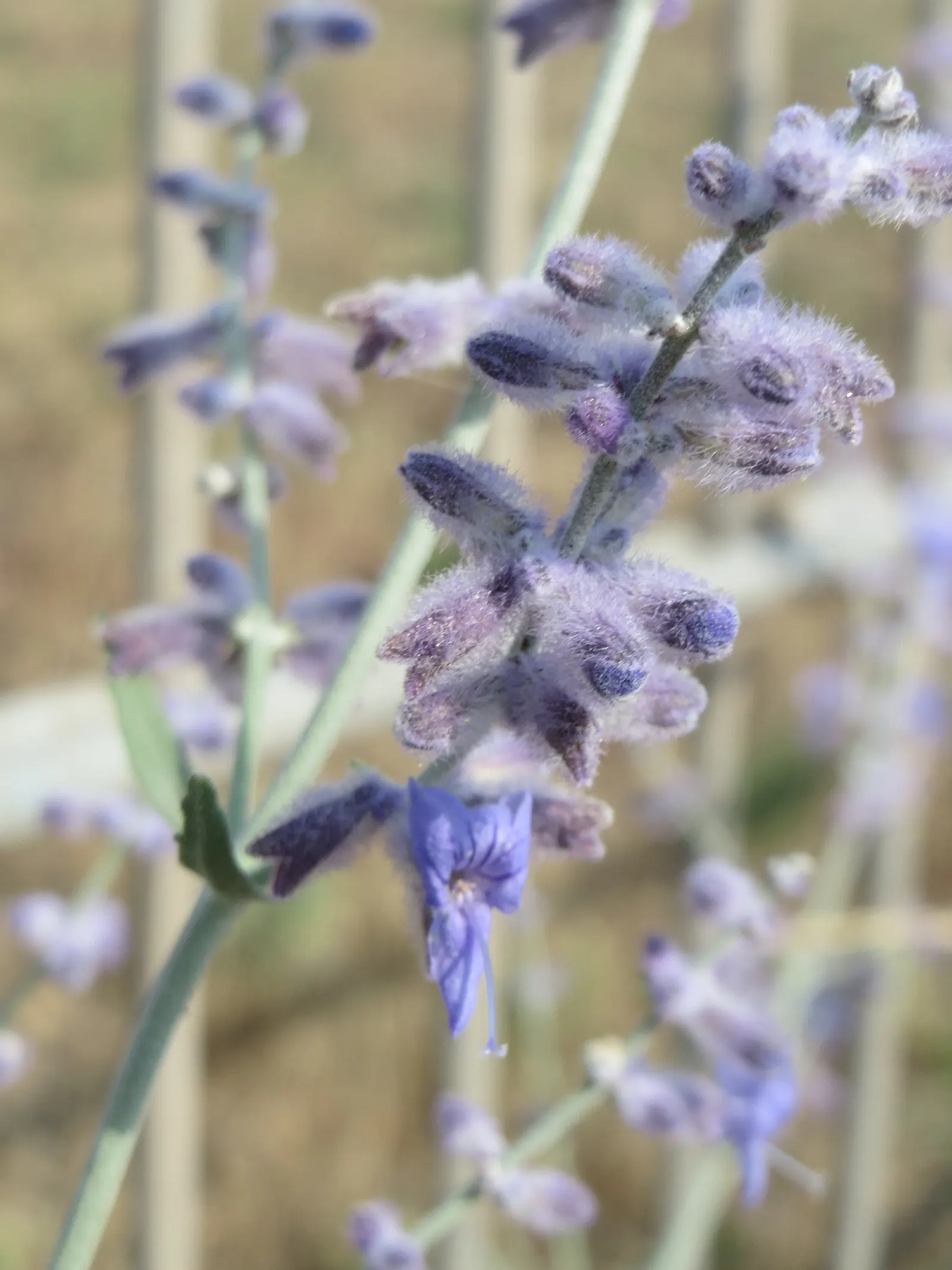 Russian Sage (Perovskia atriplicifolia) — lavender-blue flowers which bloom profusely from mid-summer into the fall; perennial with blue and violet, image 62