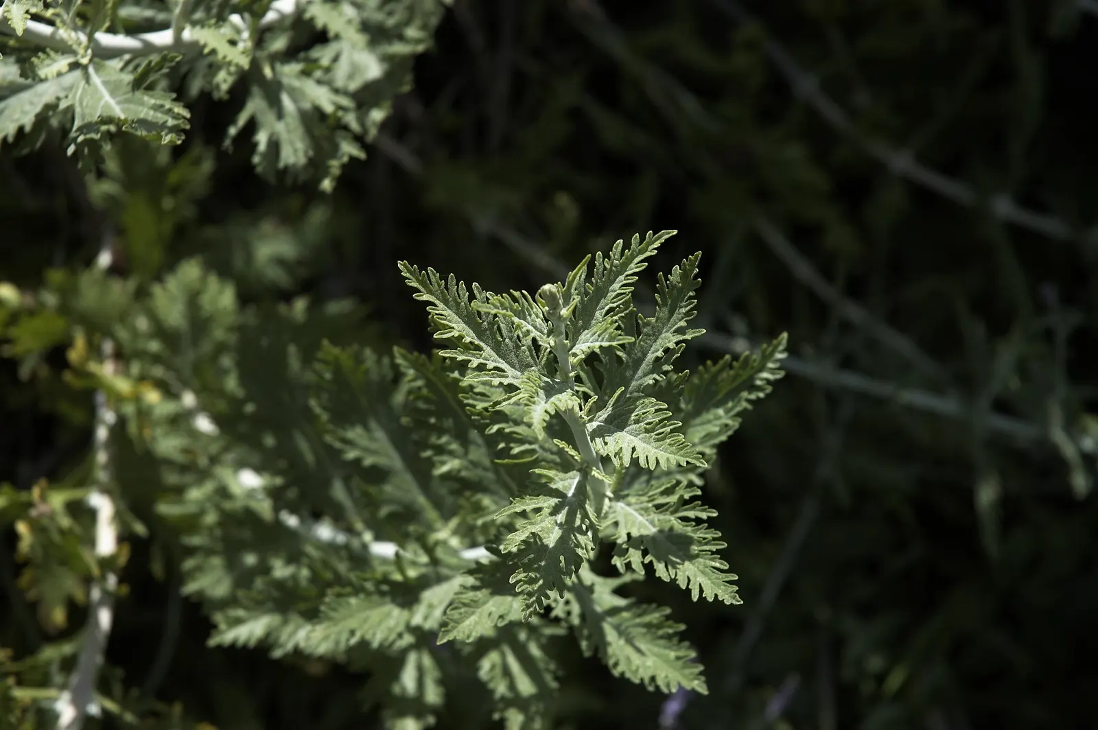 Russian Sage (Perovskia atriplicifolia) — The plant is distinguished by its silver-green foliage and abundant; russian Sage is drought-tolerant once established
