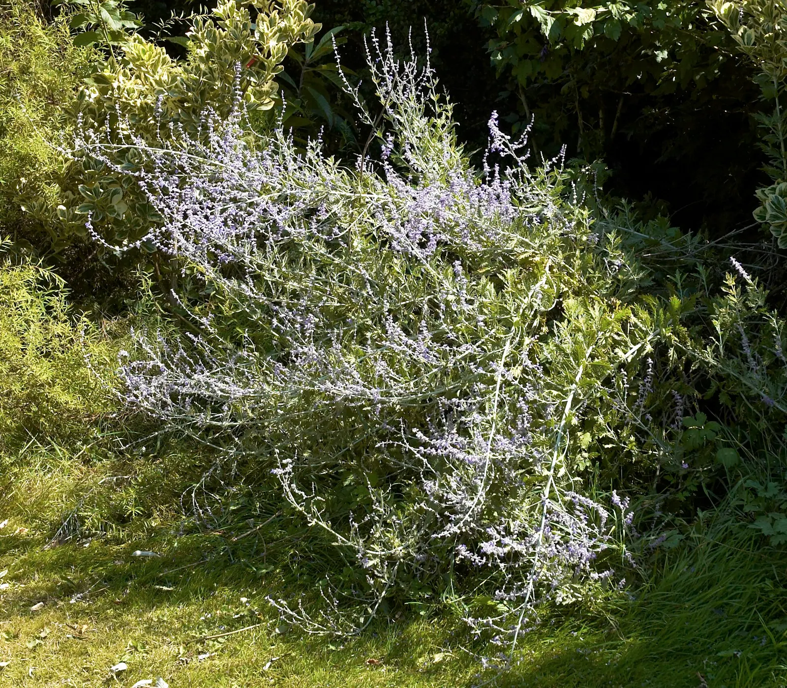 Russian Sage (Perovskia atriplicifolia) — Its aromatic leaves are unappealing to deer, adding a layer of natural resistance against wildlife; its long blooming