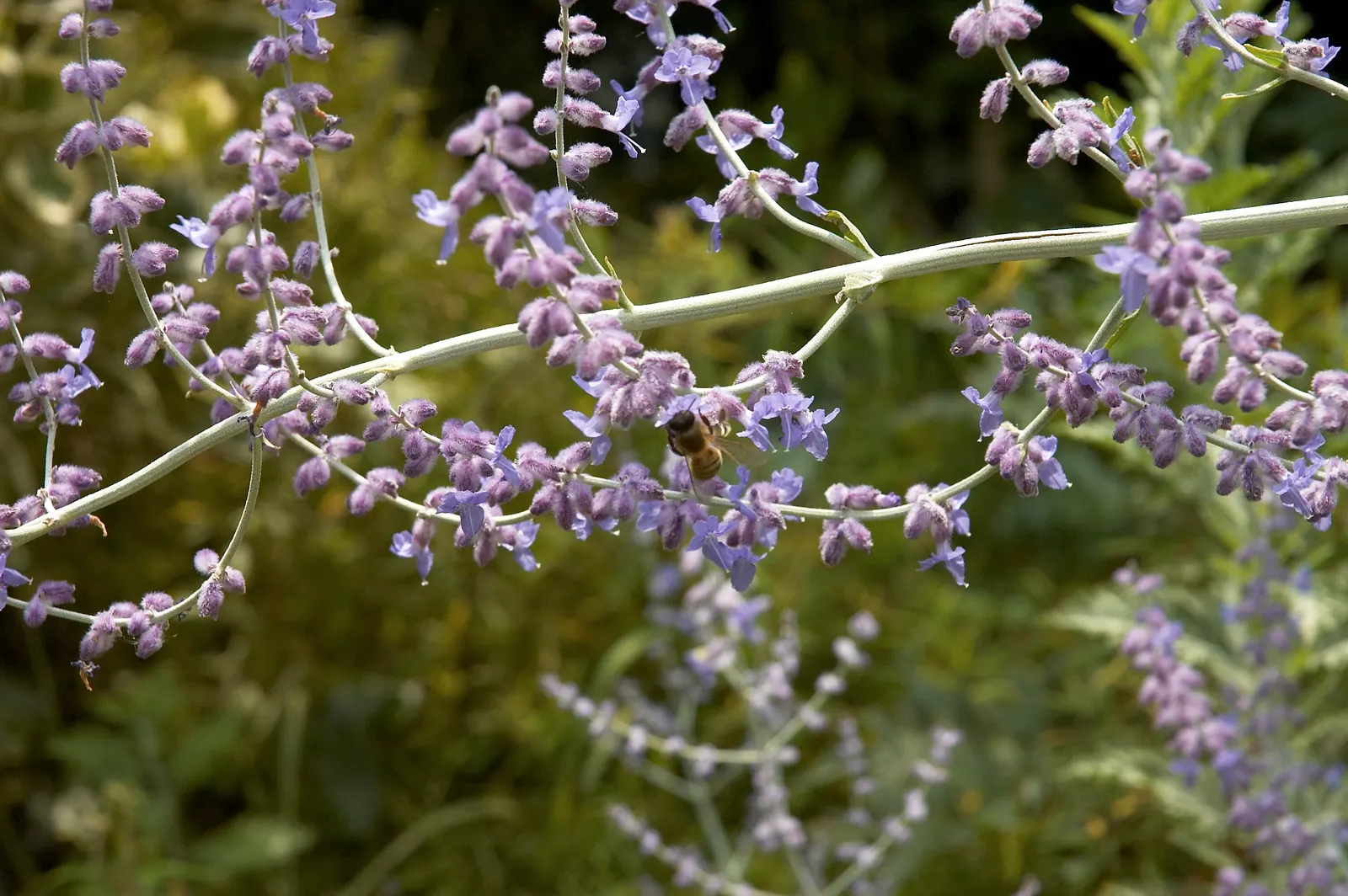 Russian Sage (Perovskia atriplicifolia) — emphasize Russian Sage's low maintenance and its ability to attract pollinators like bees and butterflies
