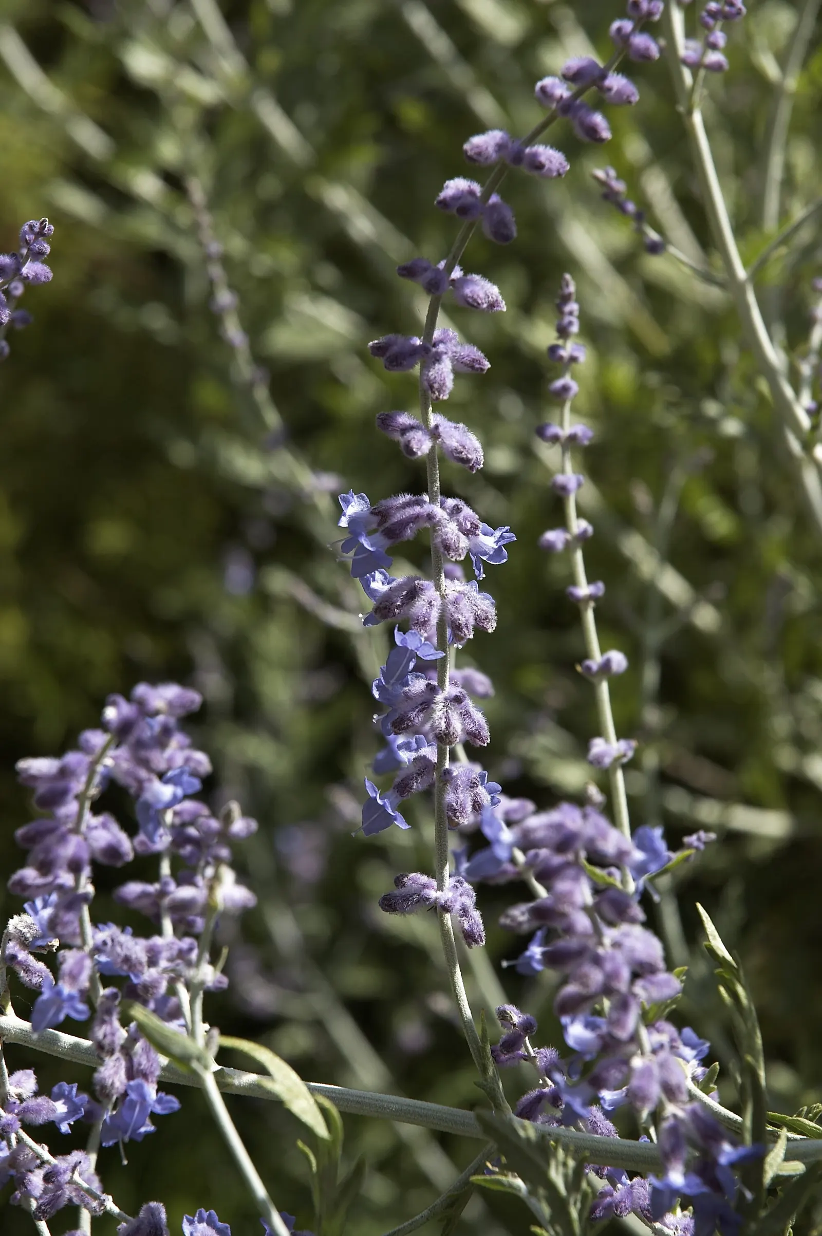 Russian Sage (Perovskia atriplicifolia) — providing extended visual interest.<br><br>Requiring well-drained soil