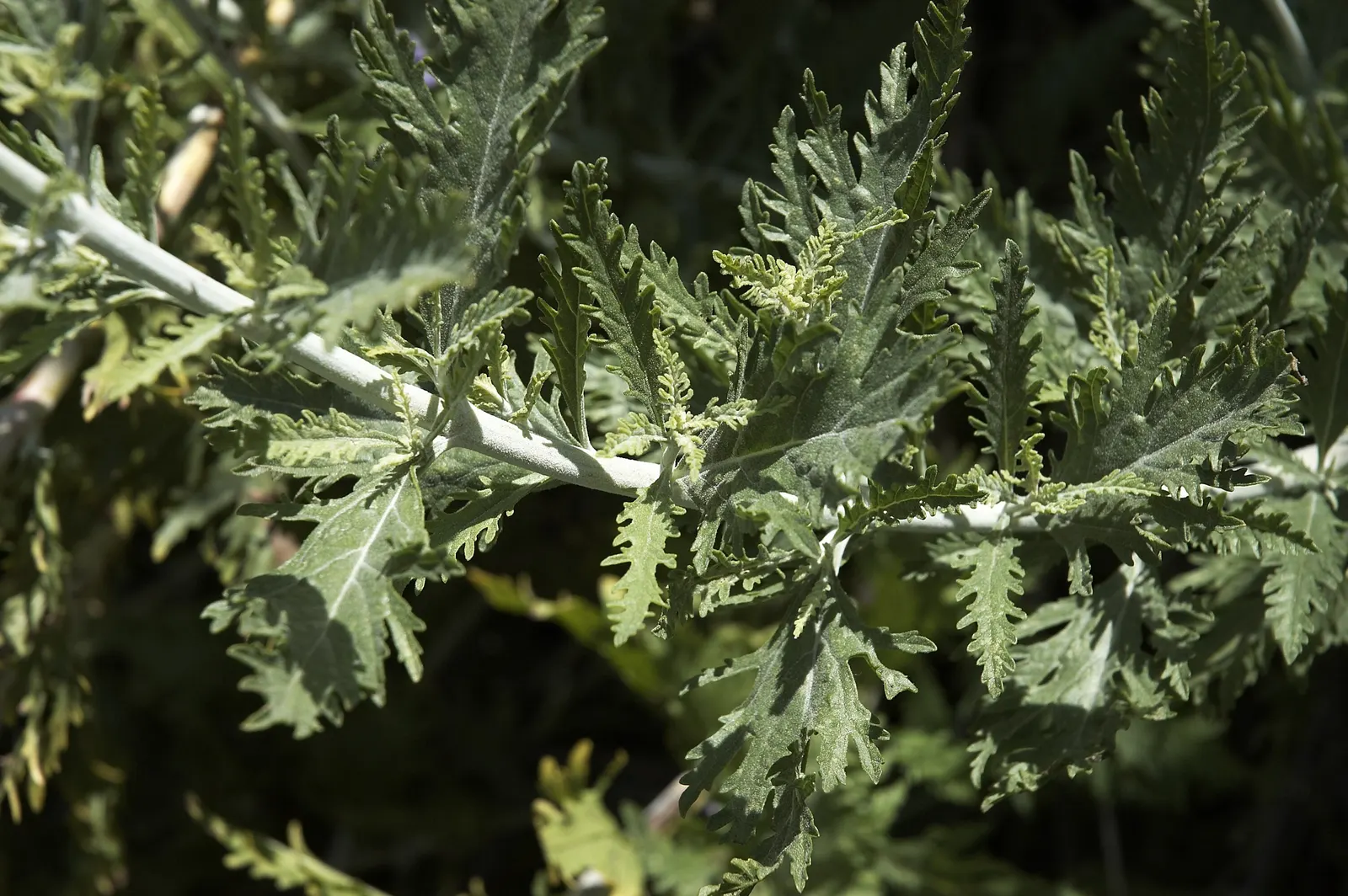Russian Sage (Perovskia atriplicifolia) — Its long blooming period, from mid-summer to fall, attracts pollinators while resisting deer; its aromatic leaves are