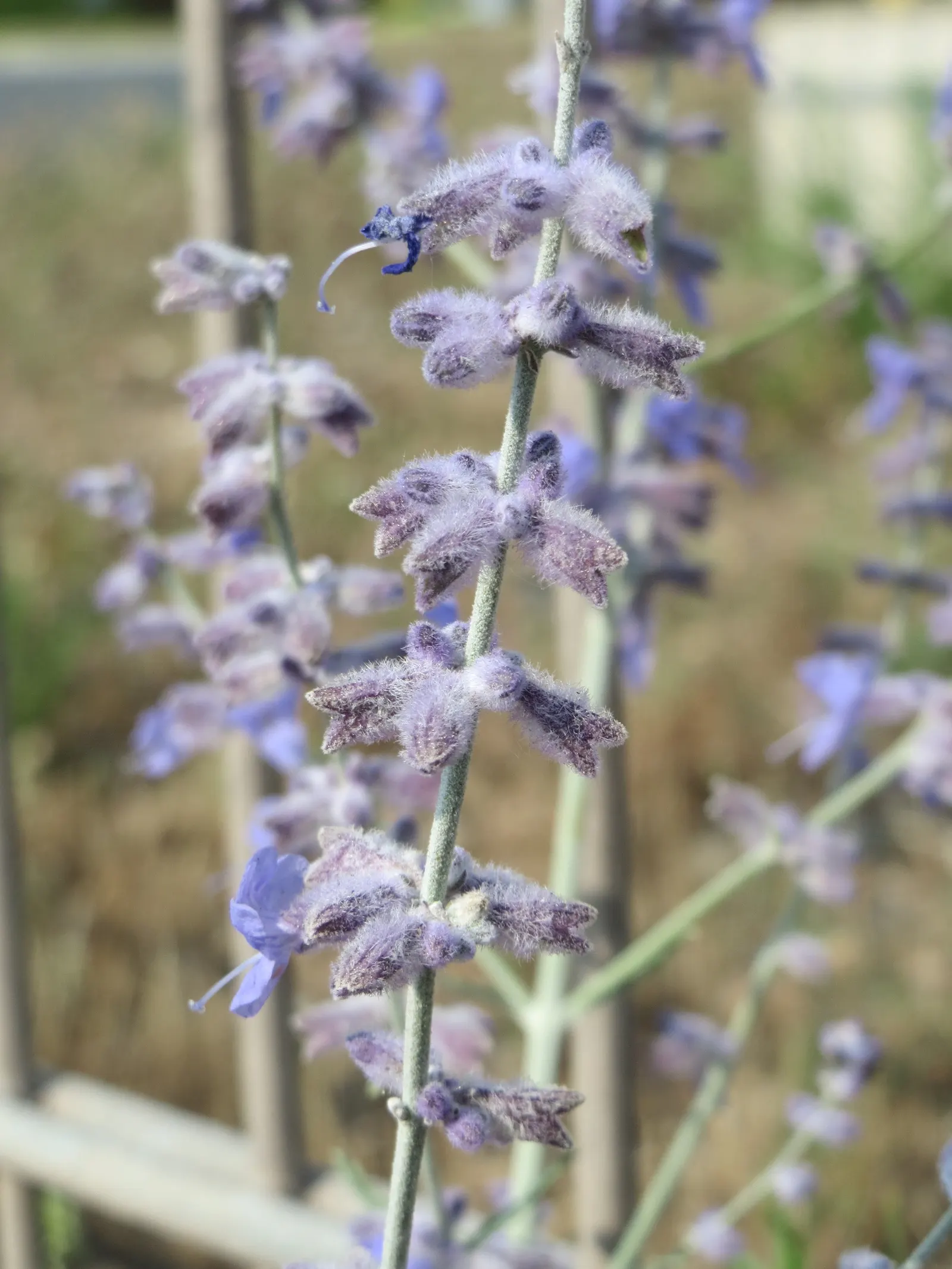 Russian Sage (Perovskia atriplicifolia) — it provides a striking vertical element in the garden; it thrives under full sun exposure, requiring a, image 57
