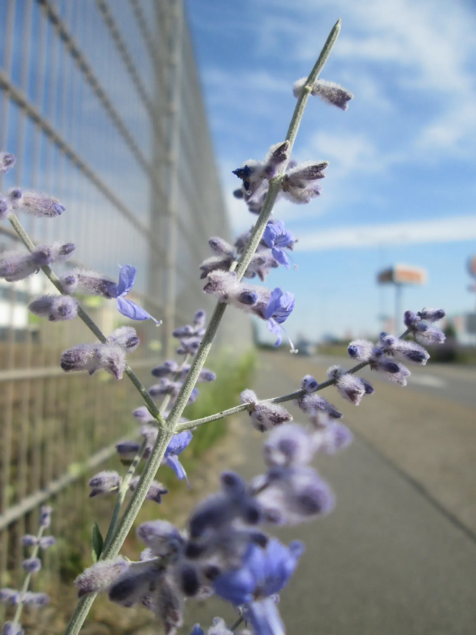 Russian Sage (Perovskia atriplicifolia) — perennial for full; enriching the biodiversity of their garden, image 72