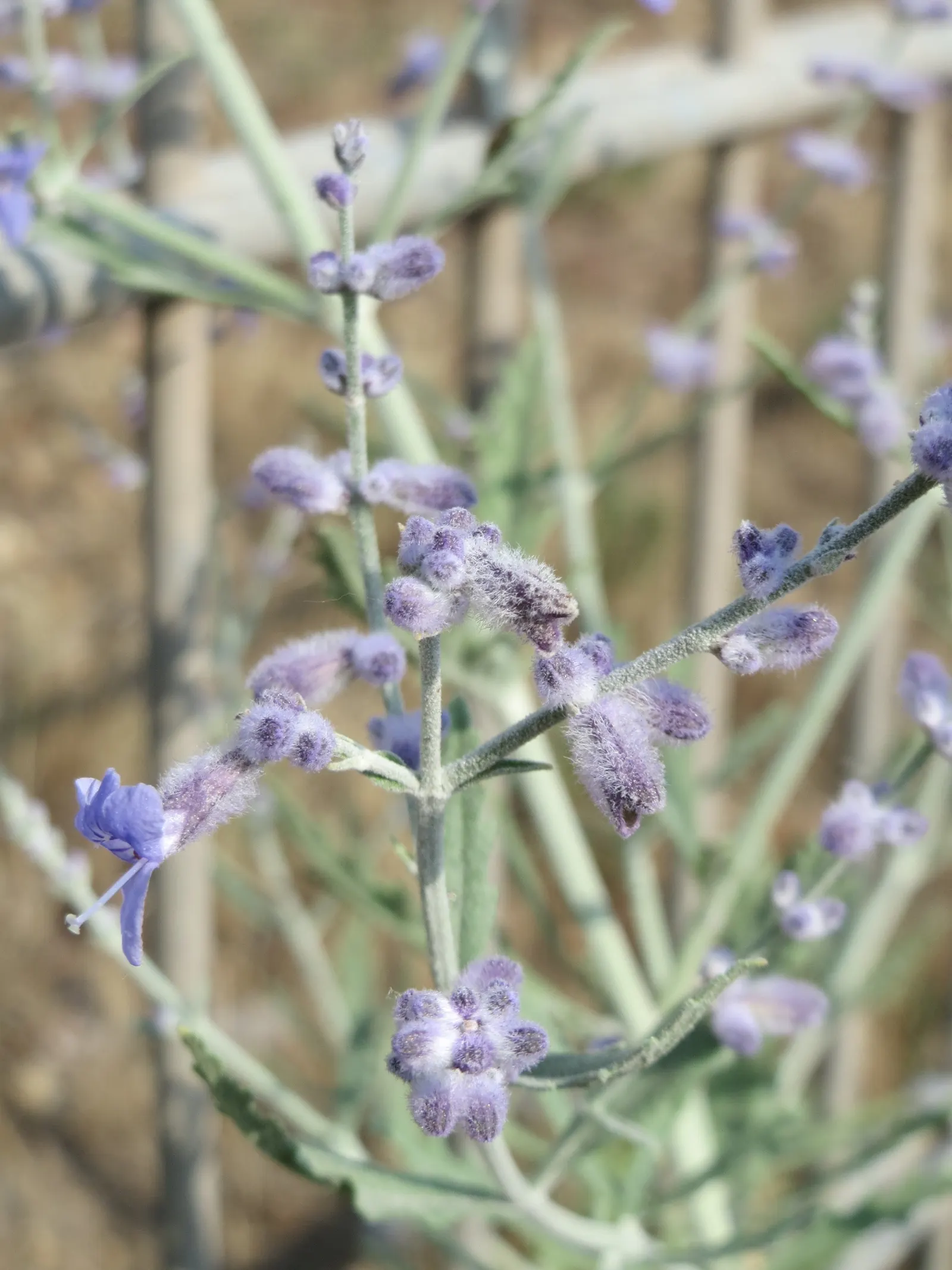 Russian Sage (Perovskia atriplicifolia) — is a hardy flowering perennial that adds a whimsical; providing extended visual interest.<br><br>Requiring, image 54