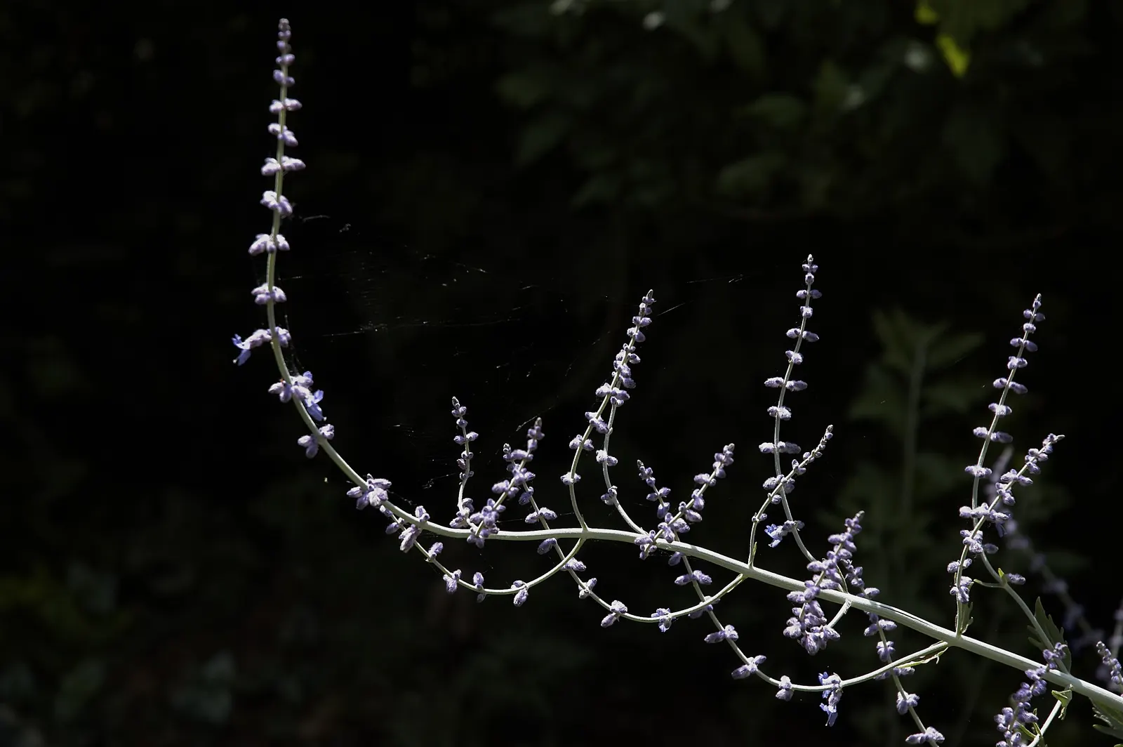 Russian Sage (Perovskia atriplicifolia) — upright stems that can reach heights between 3 to 5 feet; commonly known as Russian Sage