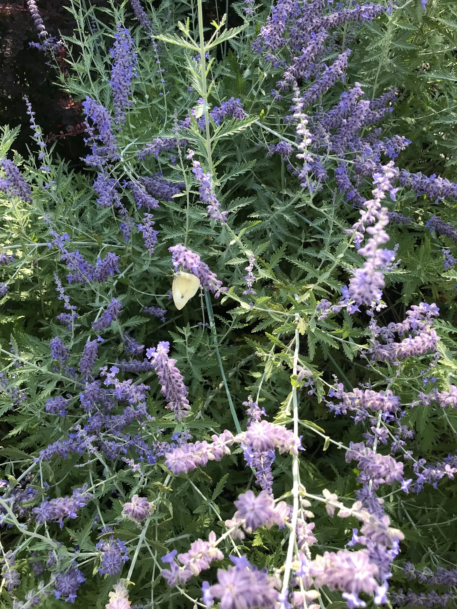 Russian Sage (Perovskia atriplicifolia) — it provides a striking vertical element in the garden; it thrives under full sun exposure, requiring a, image 81