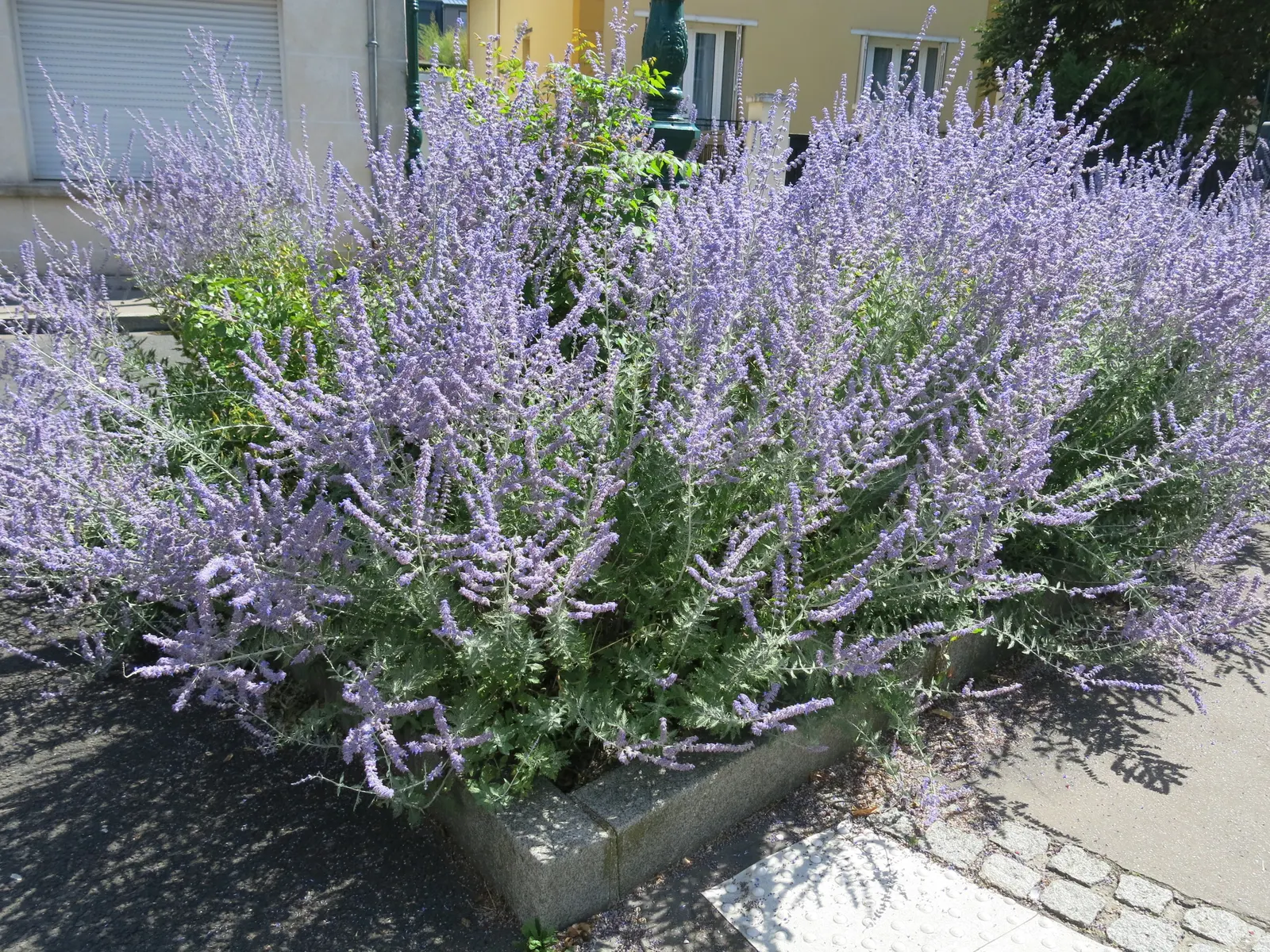Russian Sage (Perovskia atriplicifolia) — lavender-blue flowers which bloom profusely from mid-summer into the fall; perennial with blue and violet blooms