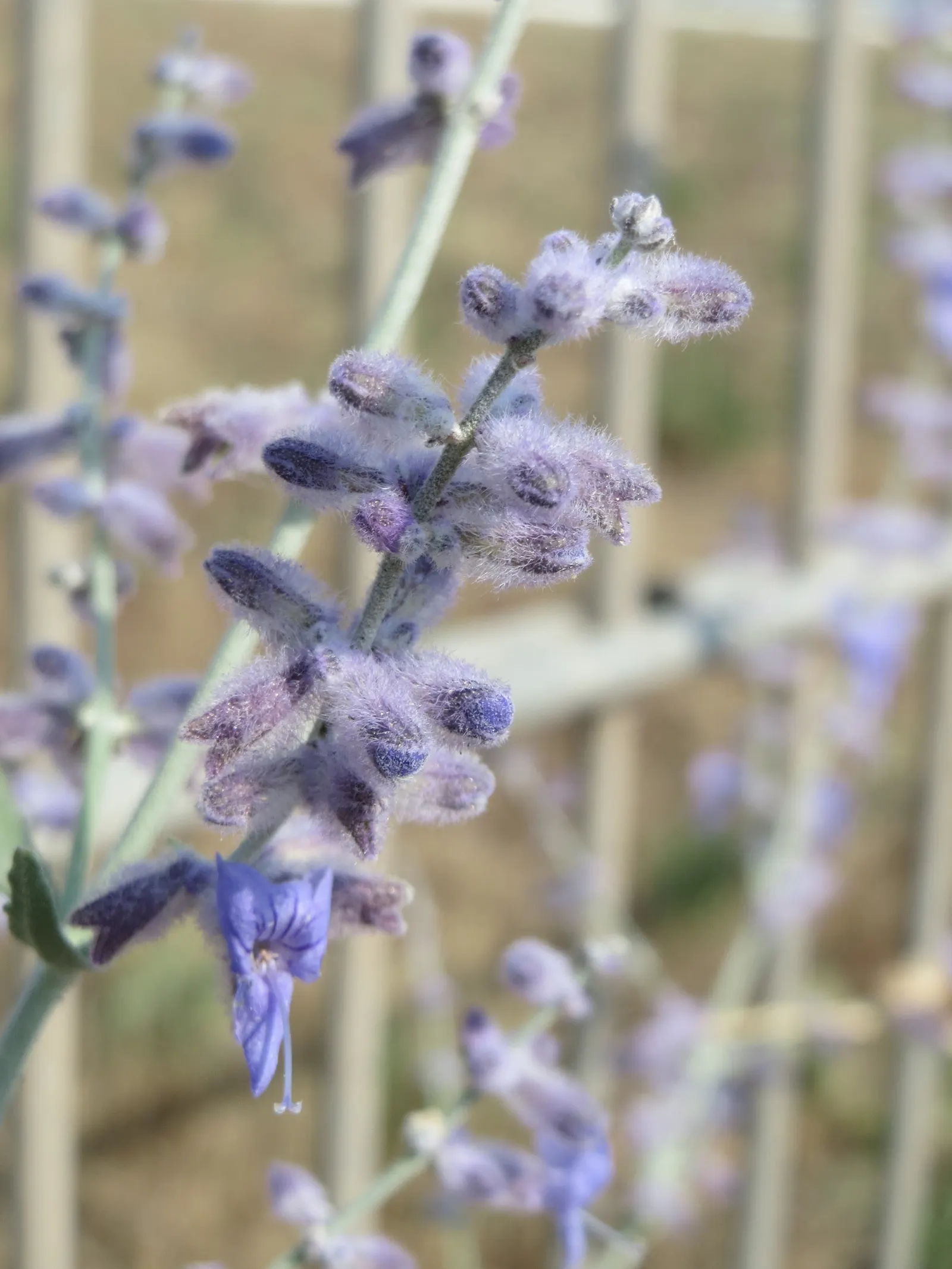 Russian Sage (Perovskia atriplicifolia) — This aromatic herb thrives in full sun and well-drained soil, tolerating drought and poor soil, image 50