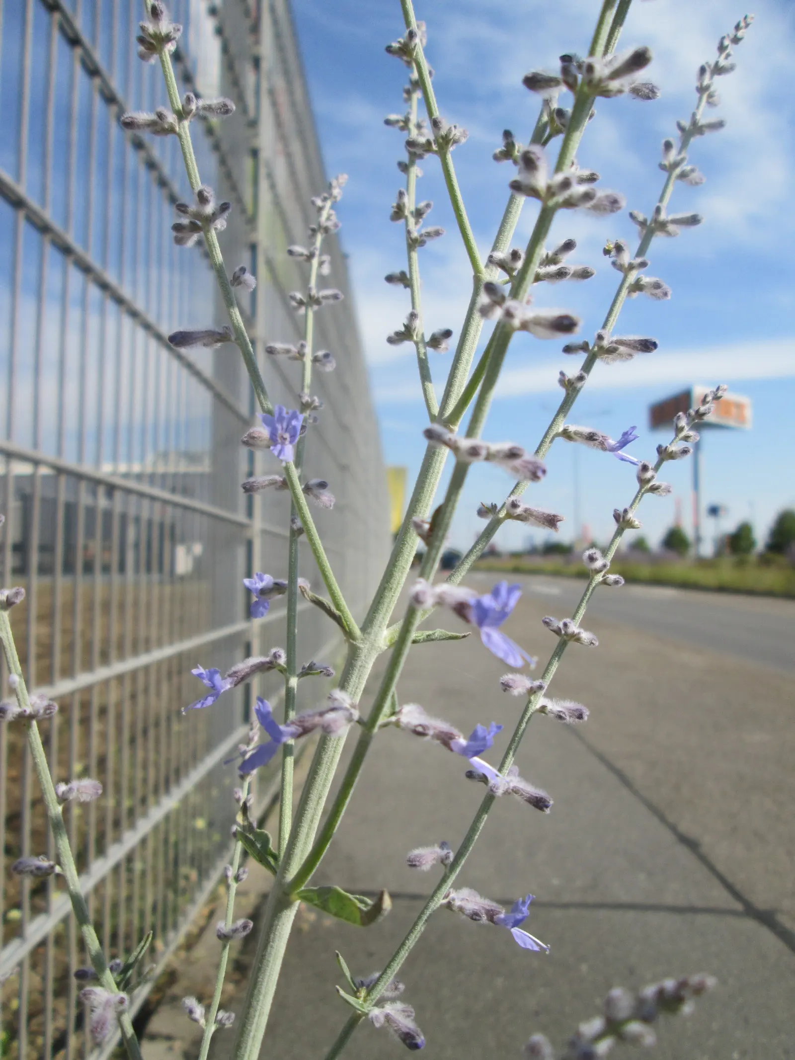 Russian Sage (Perovskia atriplicifolia) — Ideal for borders, xeriscaping, and a touch of soft color in sunny gardens; perovskia x atriplicifolia, image 76