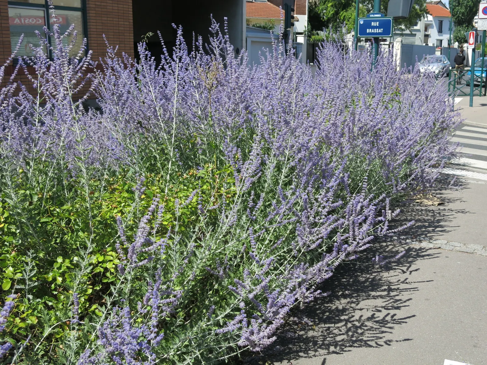 Russian Sage (Perovskia atriplicifolia) — commonly known as Russian Sage