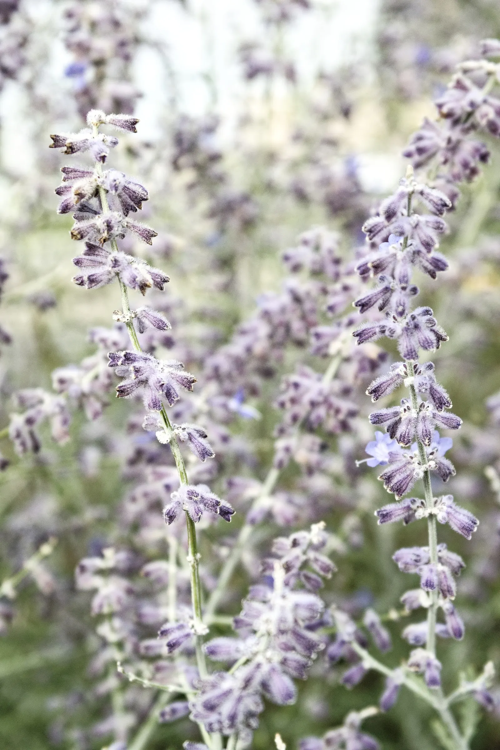 Russian Sage (Perovskia atriplicifolia) — is a hardy flowering perennial that adds a whimsical