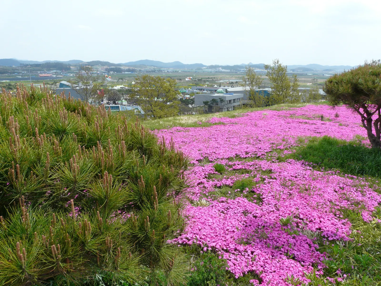 Tanyosho Pine (Pinus Densiflora 'Umbraculifera') — This hardy specimen features reddish