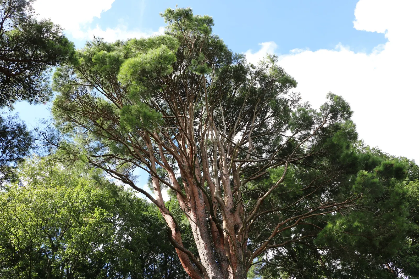Tanyosho Pine (Pinus Densiflora 'Umbraculifera') — providing year-round interest