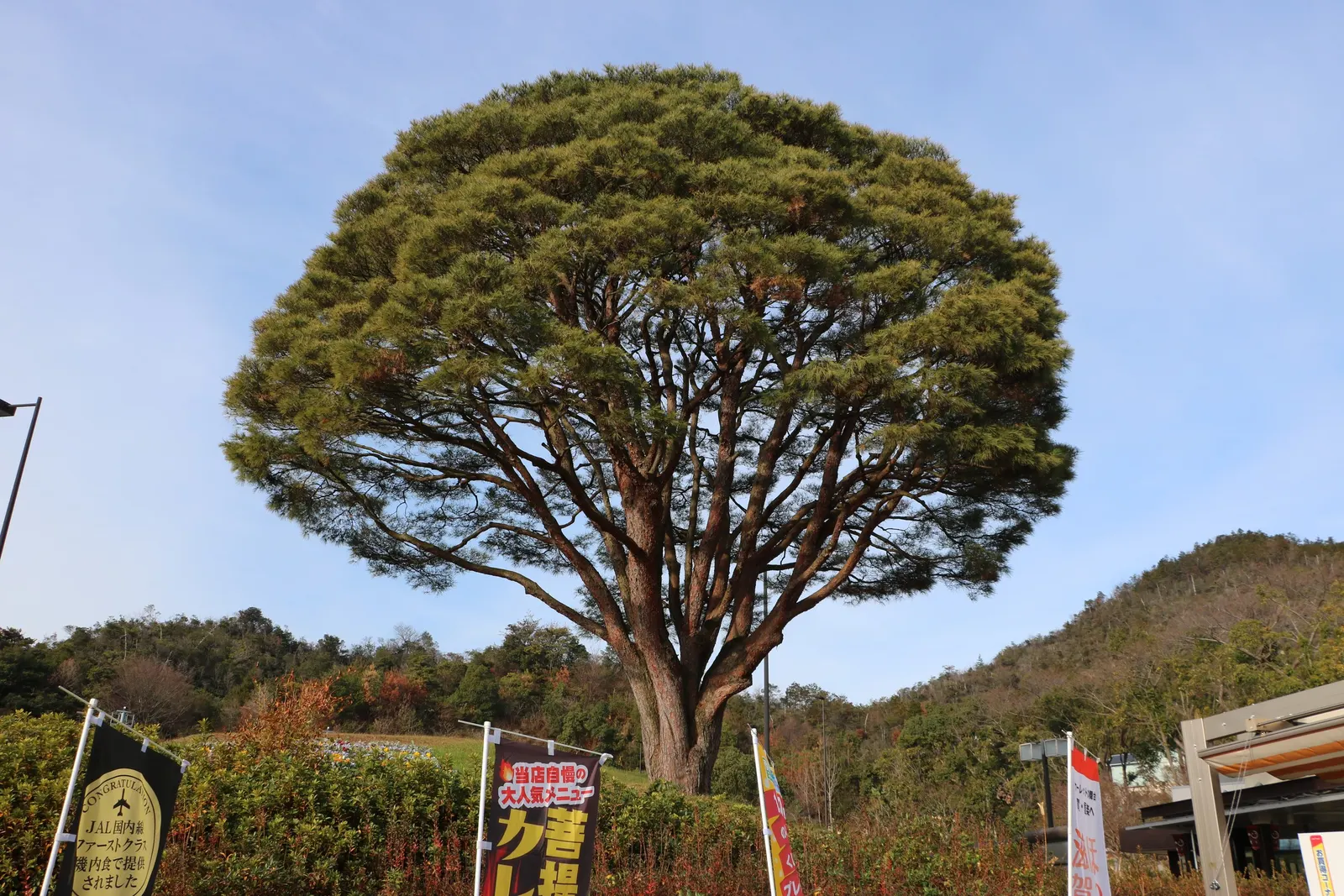 Tanyosho Pine (Pinus Densiflora 'Umbraculifera') — It reaches heights of 10-20 feet with a spread of 12-20 feet