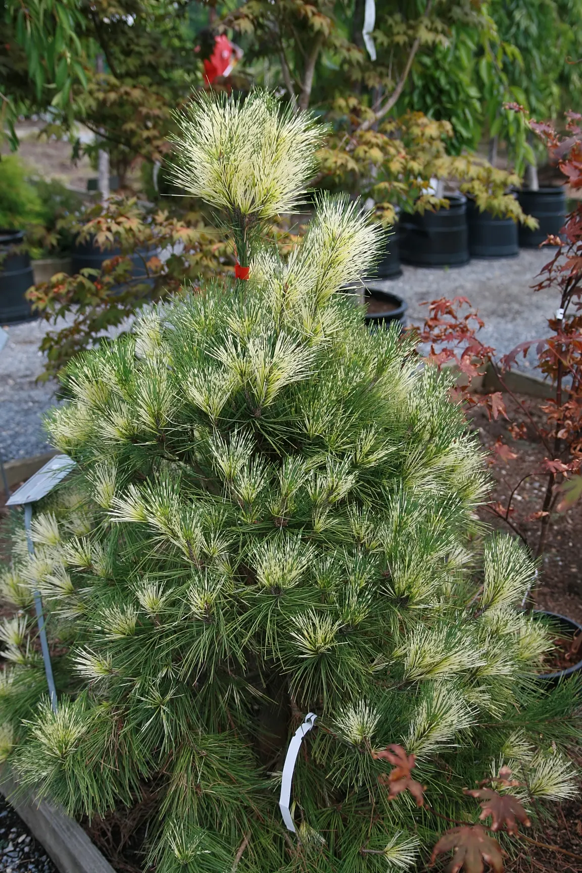 Tanyosho Pine (Pinus Densiflora 'Umbraculifera') — Ideal for small gardens and focal points, it thrives in full sun with well-drained soil