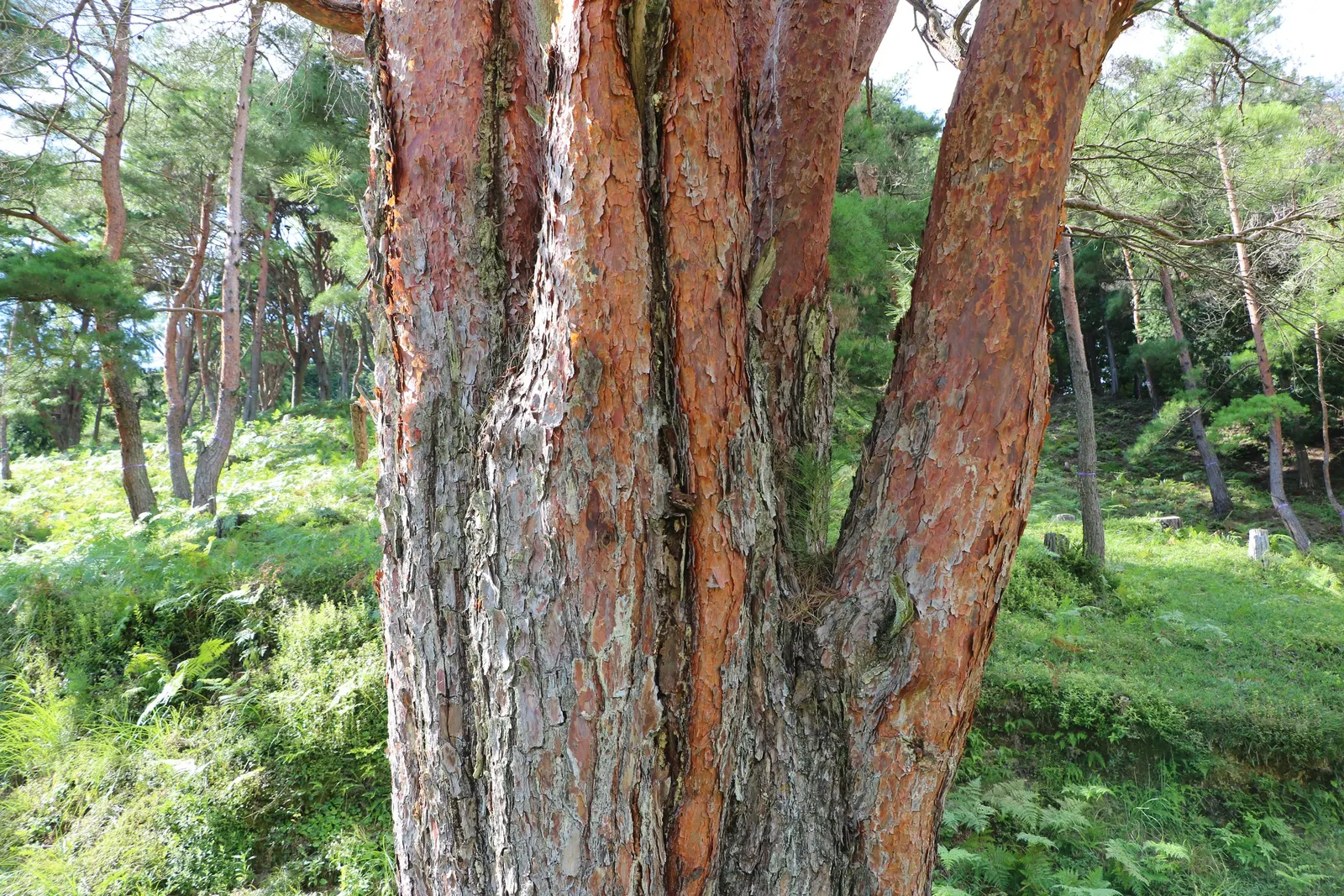 Tanyosho Pine (Pinus Densiflora 'Umbraculifera') — exfoliating bark and vibrant green needles
