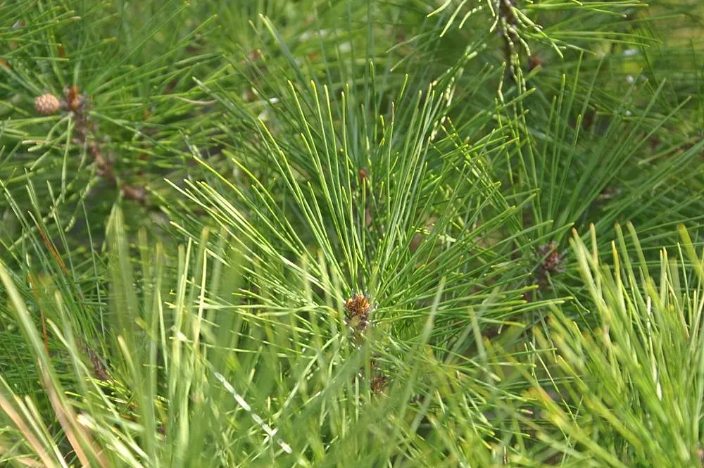 Tanyosho Pine (Pinus Densiflora 'Umbraculifera') — Maintain with minimal pruning to preserve its natural form