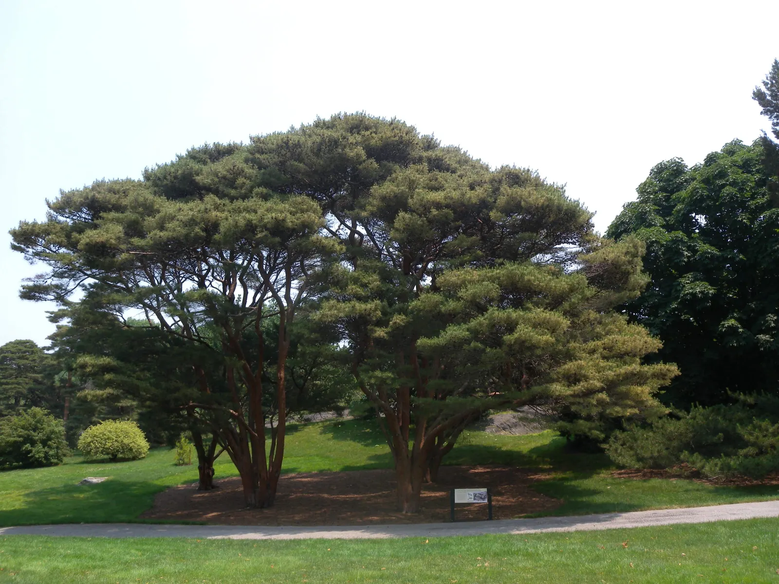 Tanyosho Pine (Pinus Densiflora 'Umbraculifera') — ornamental evergreen with a unique