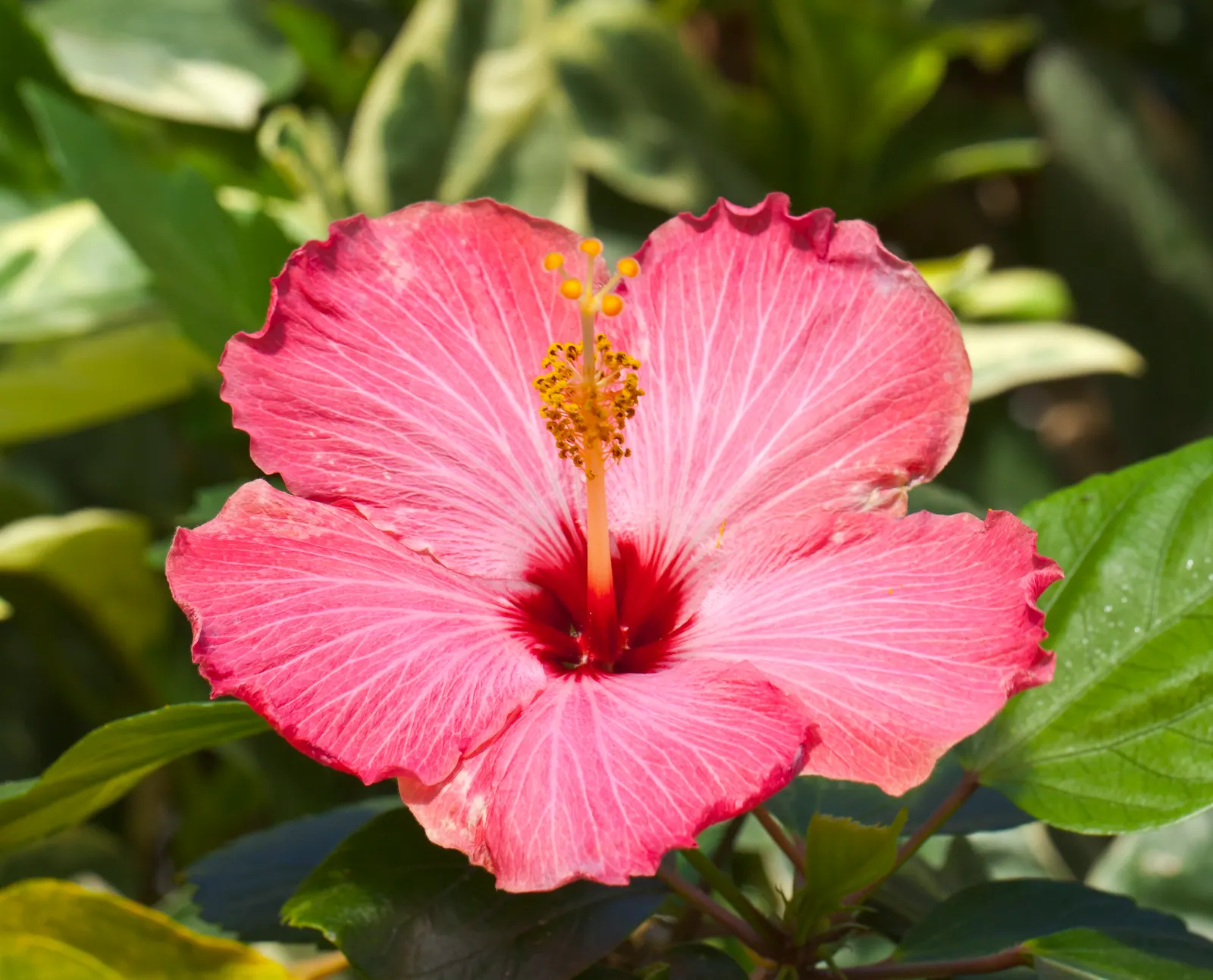 Tropical Hibiscus, Rose Of China (Hibiscus Rosa-Sinensis) — Regular watering is necessary; red and white and yellow flowers in the garden, image 168