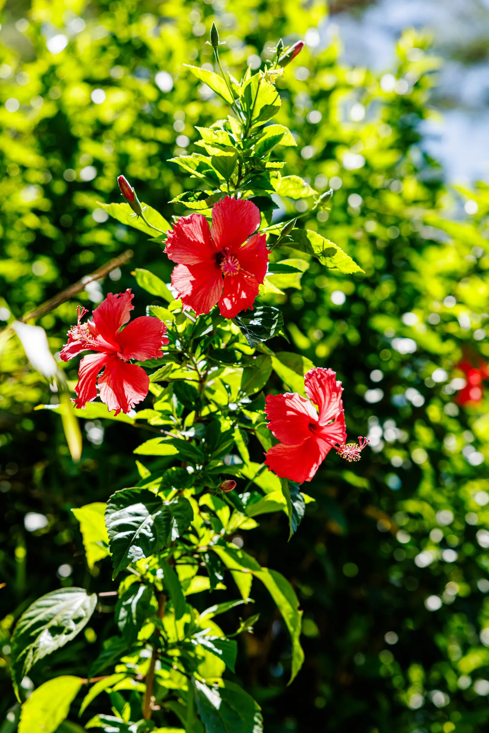 Tropical Hibiscus, Rose Of China (Hibiscus Rosa-Sinensis) — making it an excellent choice for a dynamic and wildlife-friendly garden design, image 147