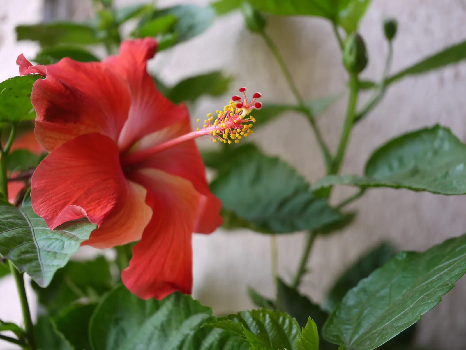 Tropical Hibiscus, Rose Of China (Hibiscus Rosa-Sinensis) — It thrives in full sun, needing well-drained soil