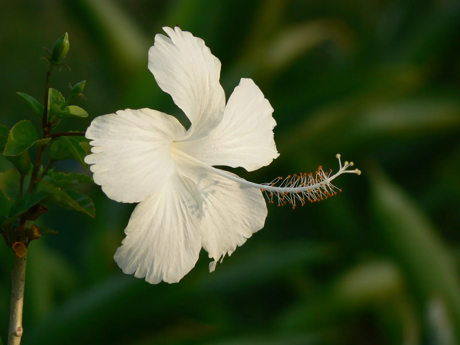 Tropical Hibiscus, Rose Of China (Hibiscus Rosa-Sinensis) — scientifically known as Hibiscus rosa-sinensis