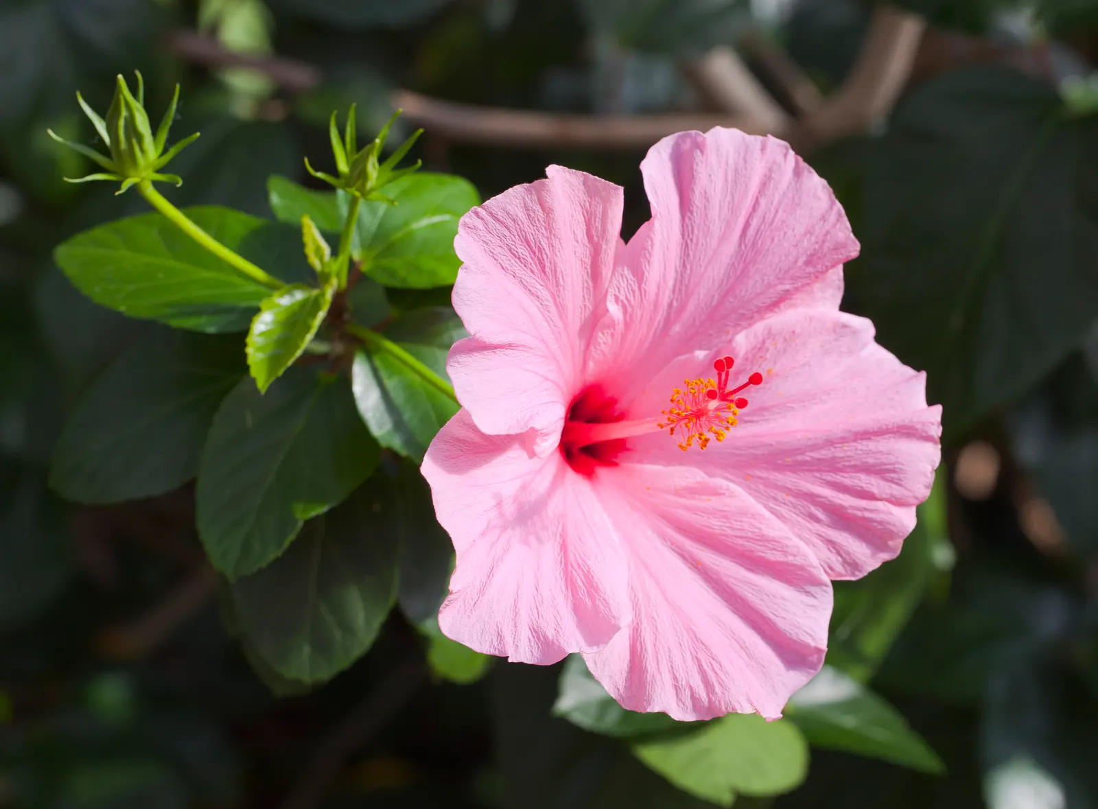 Tropical Hibiscus, Rose Of China (Hibiscus Rosa-Sinensis) — requiring at least 6 to 8 hours of direct light daily; showy flowers up to 6 inches in, image 165