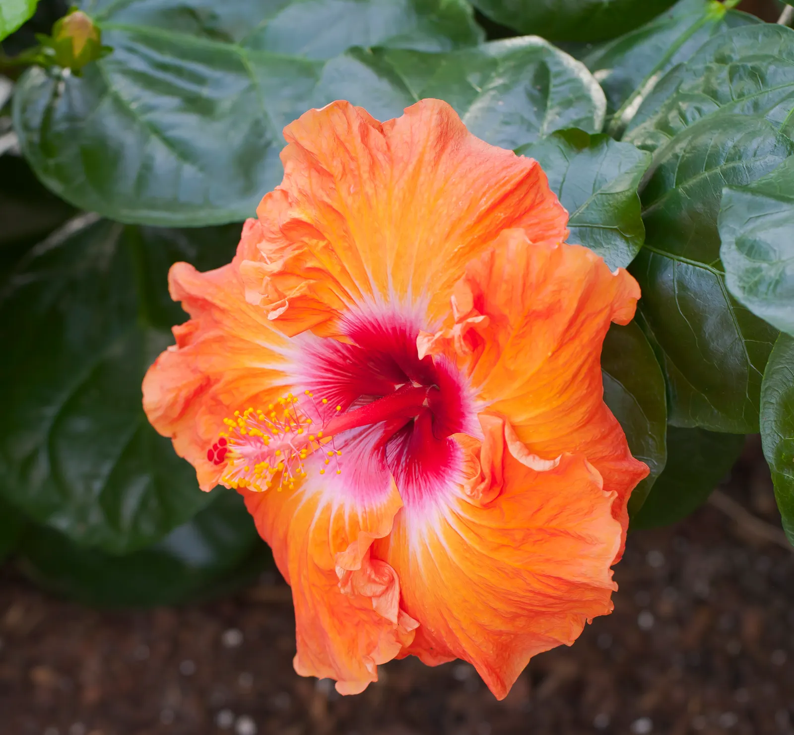 Tropical Hibiscus, Rose Of China (Hibiscus Rosa-Sinensis) — The Tropical Hibiscus prefers exposure to full sun; and promote more prolific blooming, image 164