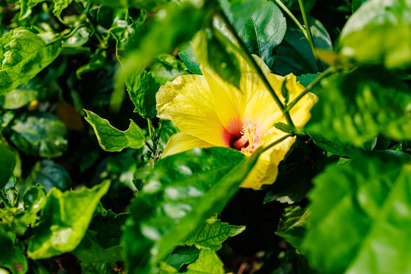 Tropical Hibiscus, Rose Of China (Hibiscus Rosa-Sinensis) — Tropical Hibiscus (Hibiscus rosa-sinensis); suitable for USDA zones 9-11, it reaches, image 151