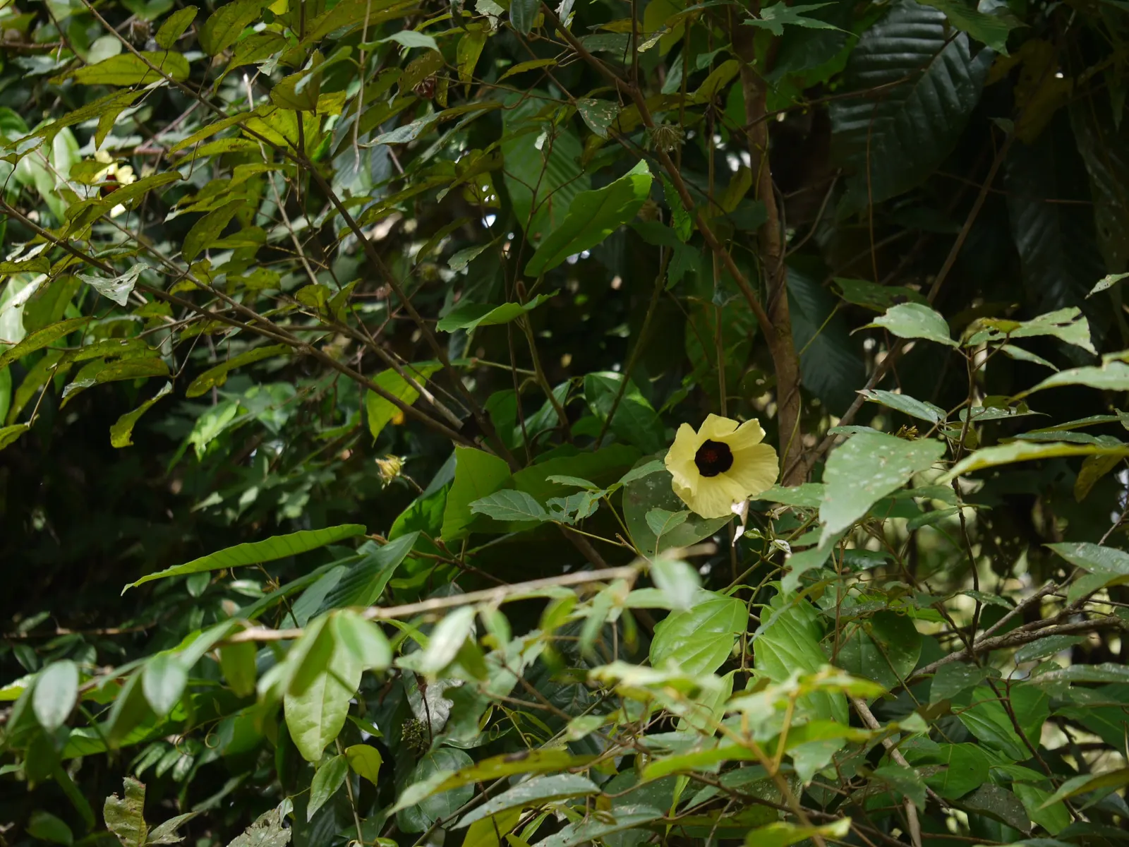 Tropical Hibiscus, Rose Of China (Hibiscus Rosa-Sinensis) — particularly in periods of extreme heat; regular pruning maintains shape