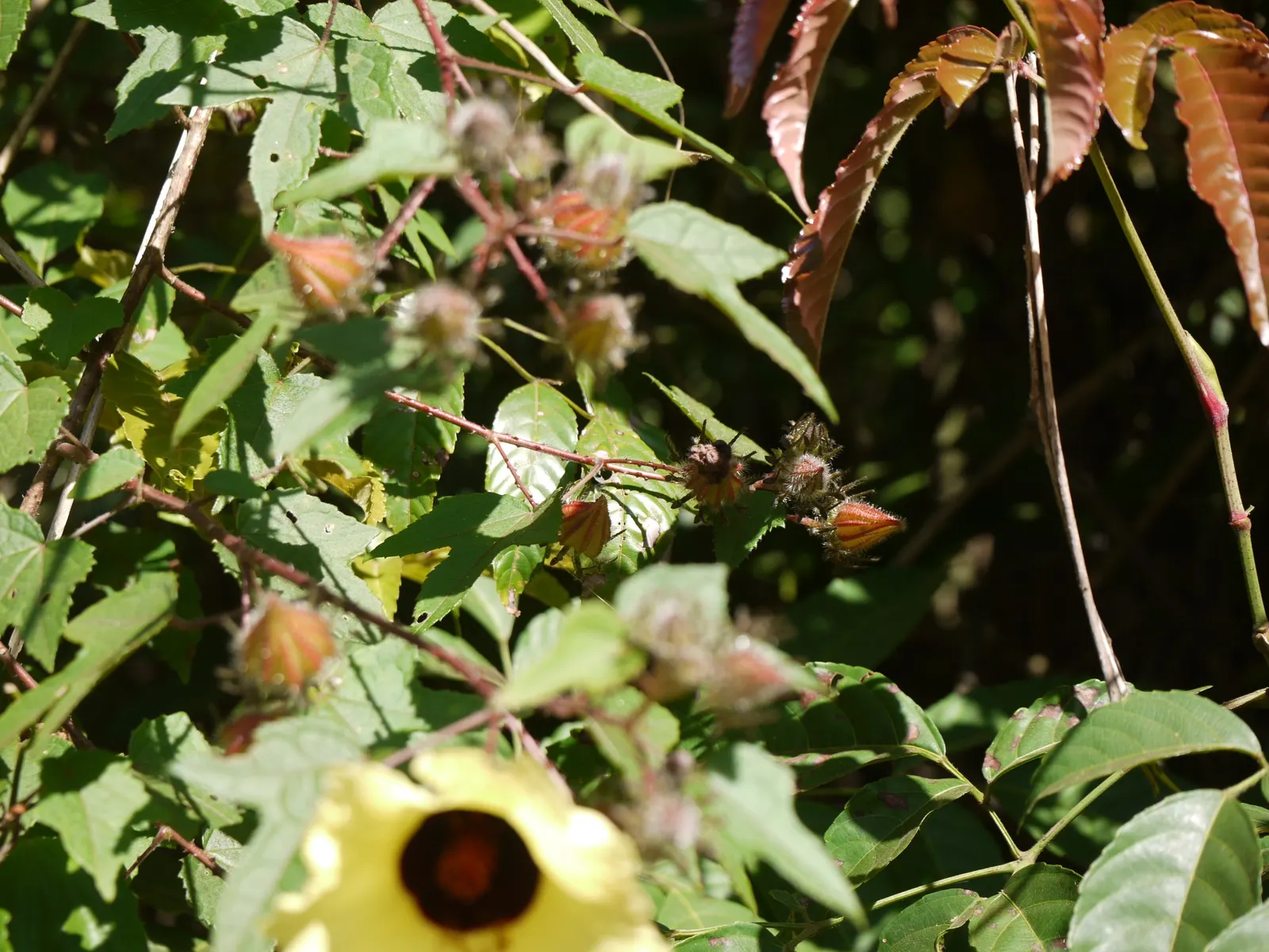 Tropical Hibiscus, Rose Of China (Hibiscus Rosa-Sinensis) — adding exotic flair to warm-climate landscapes; in frost-prone areas, it is often grown, image 57