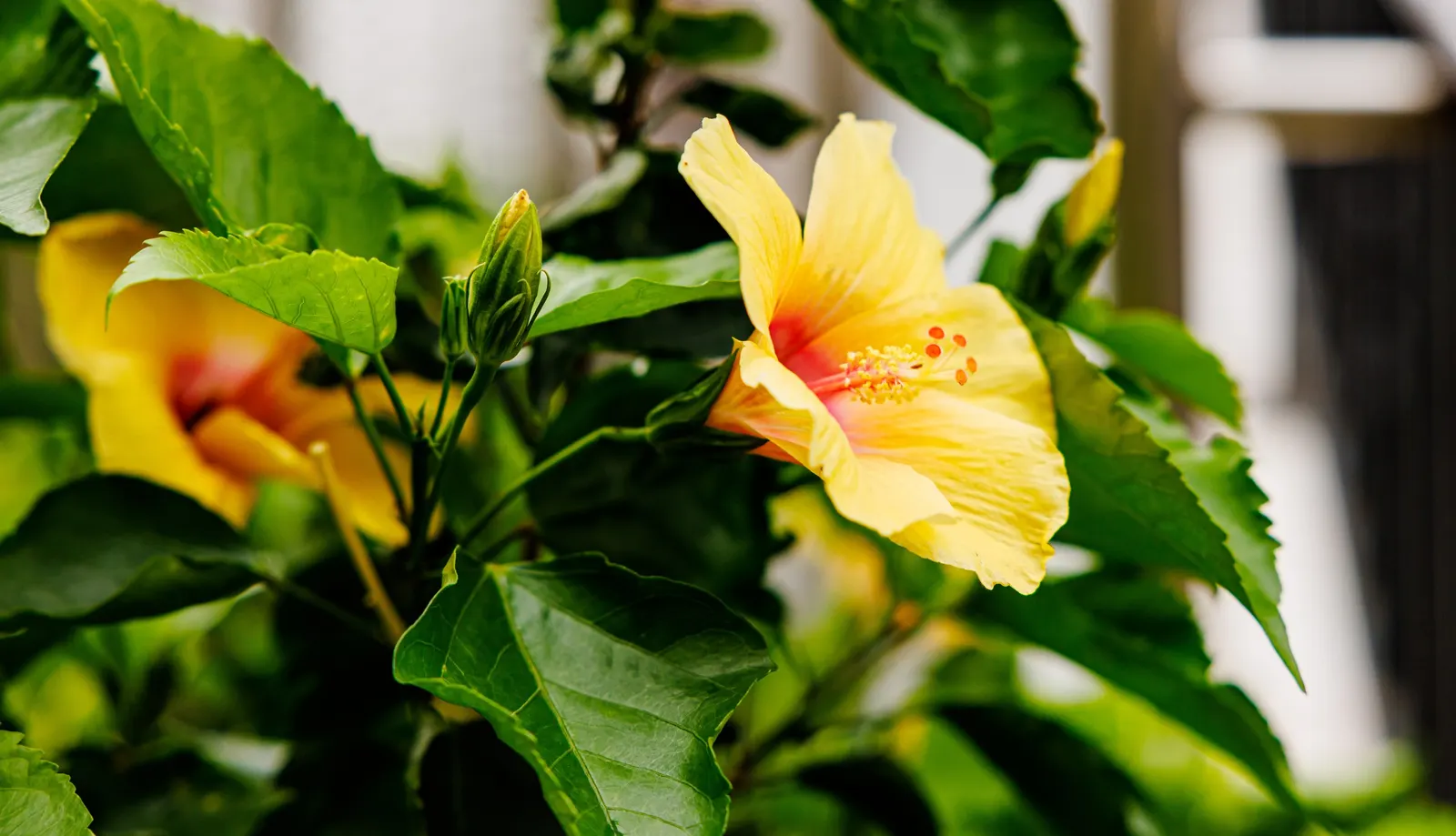 Tropical Hibiscus, Rose Of China (Hibiscus Rosa-Sinensis) — to produce its best blooms; this perennial shrub can grow to a substantial size, image 141
