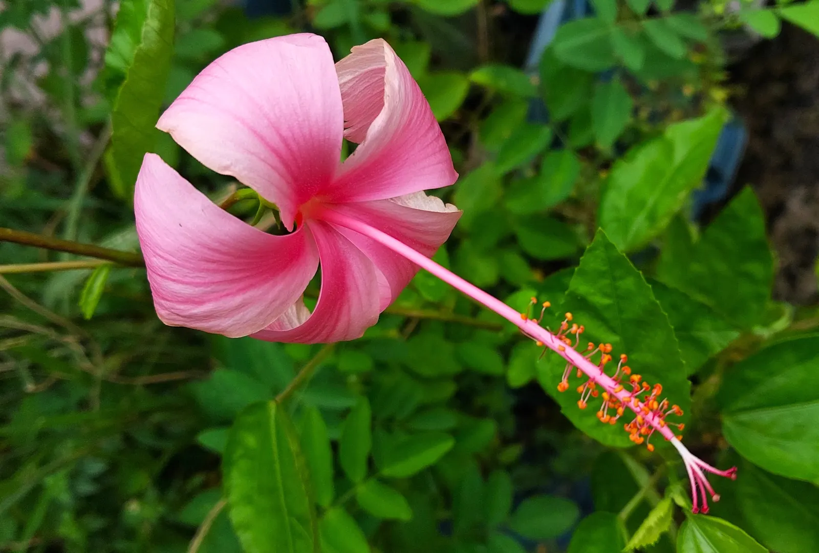 Tropical Hibiscus, Rose Of China (Hibiscus Rosa-Sinensis) — particularly in periods of extreme heat; regular pruning maintains shape, image 169