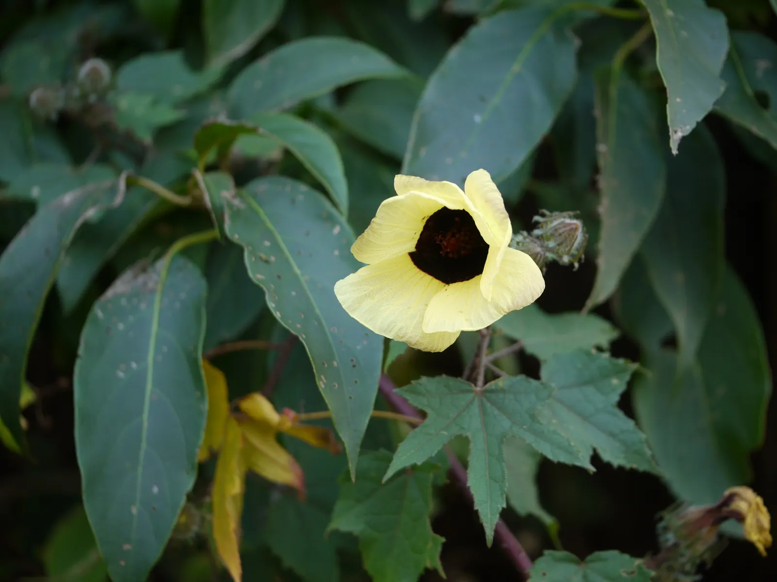 Tropical Hibiscus, Rose Of China (Hibiscus Rosa-Sinensis) — and vibrant blooms from summer to fall attract pollinators; the Tropical Hibiscus prefers exposure